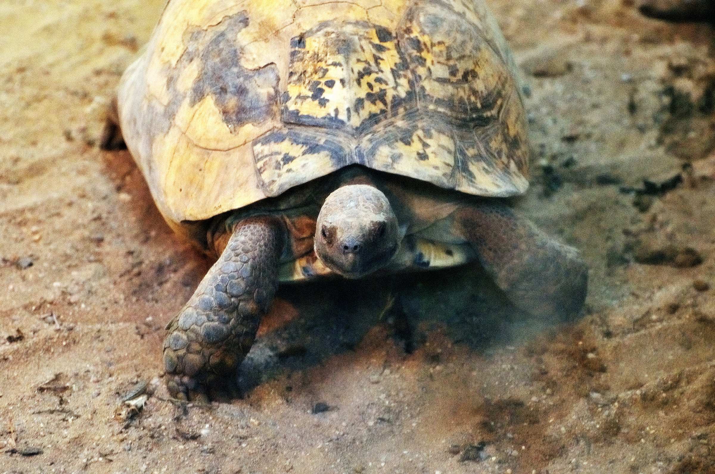 Пражский зоопарк. Галапагосская черепаха