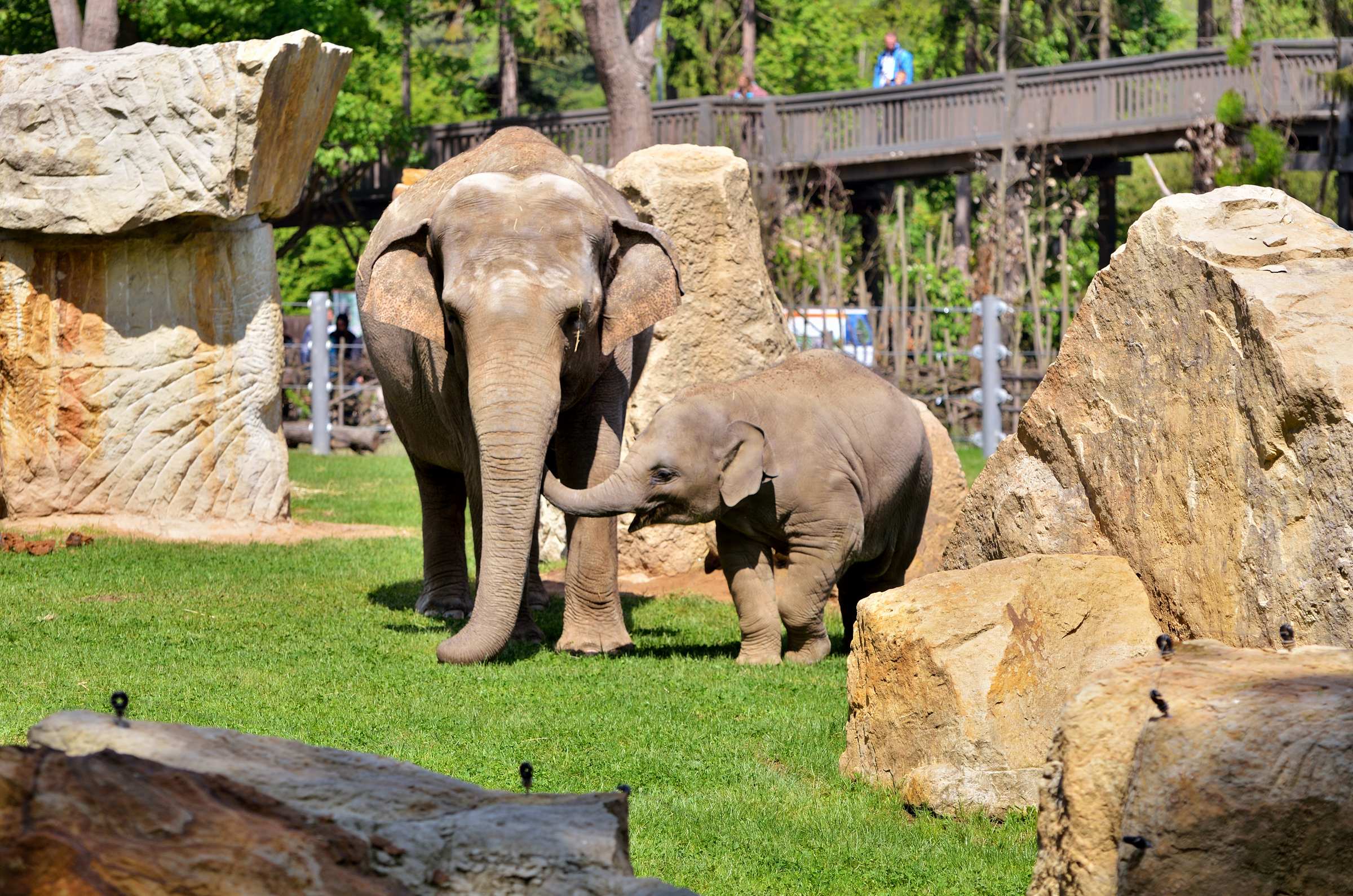 Пражский зоопарк. Индийские слоны