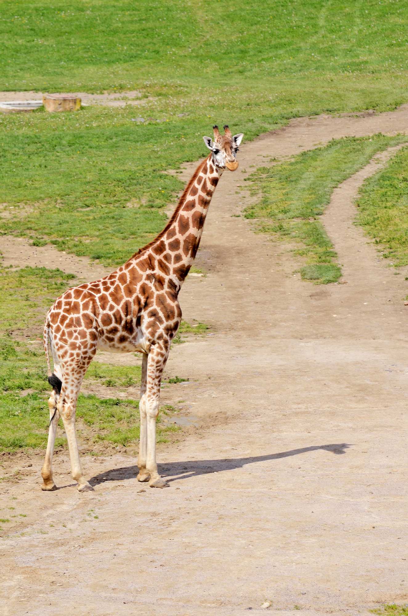 Пражский зоопарк. Жирафы
