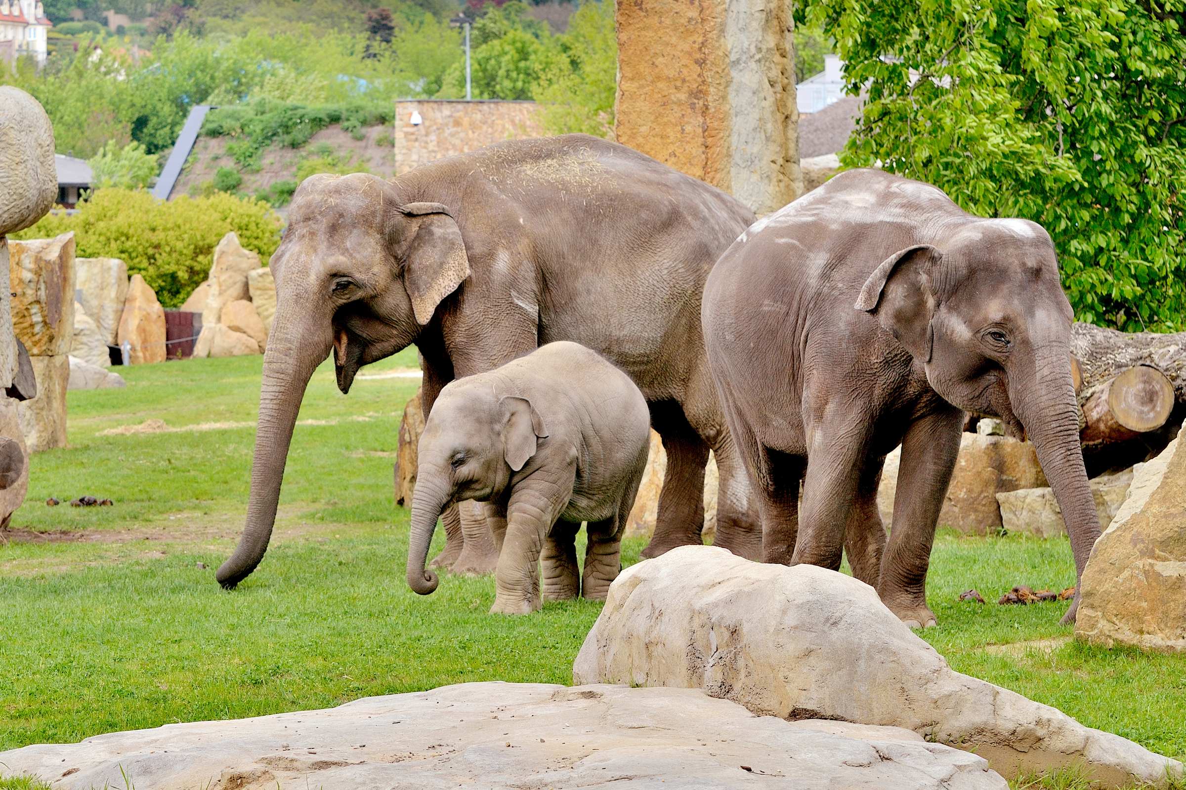 Пражский зоопарк. Индийские слоны