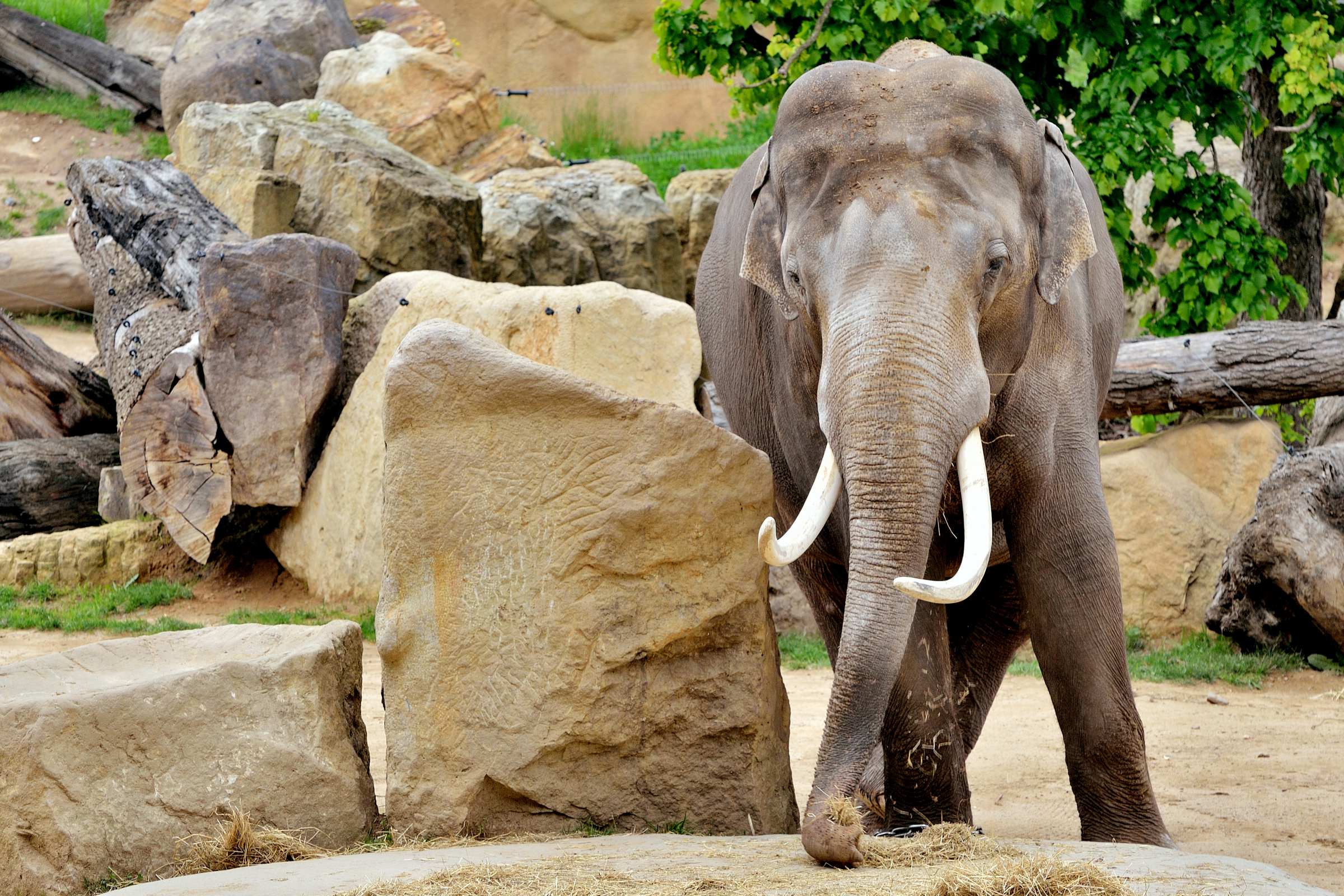 Пражский зоопарк. Саванный слон