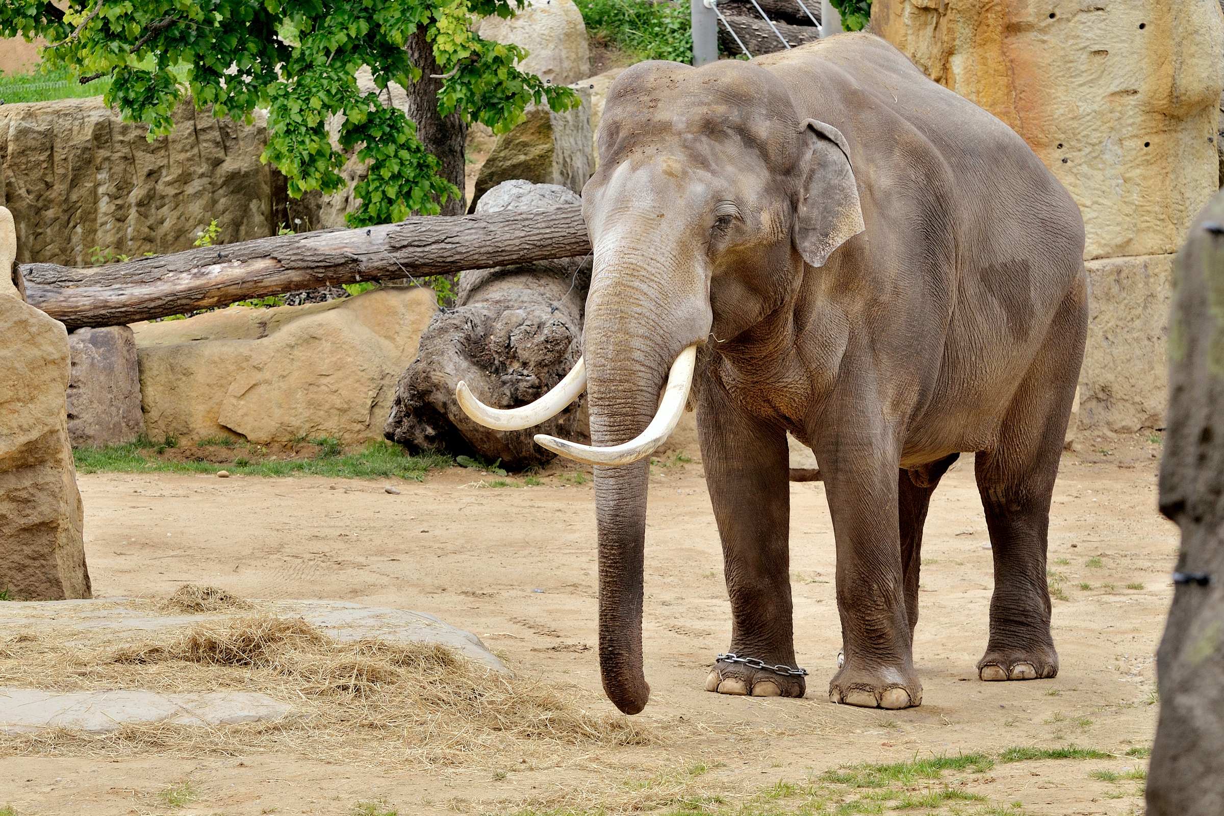 Пражский зоопарк. Саванный слон