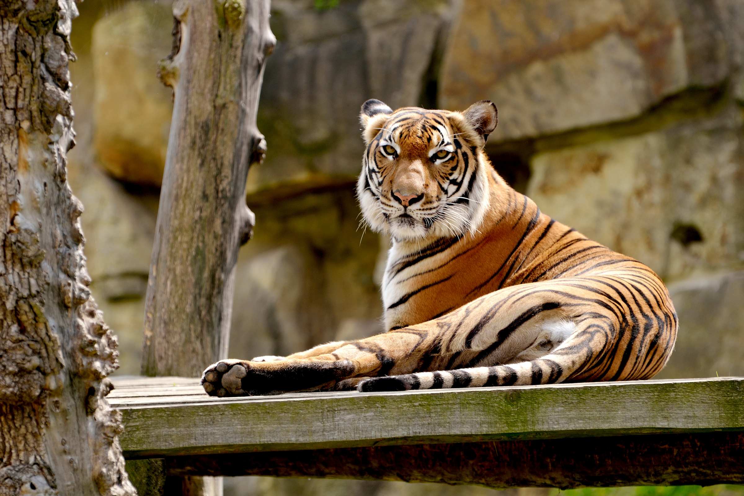 Пражский зоопарк. Тигр