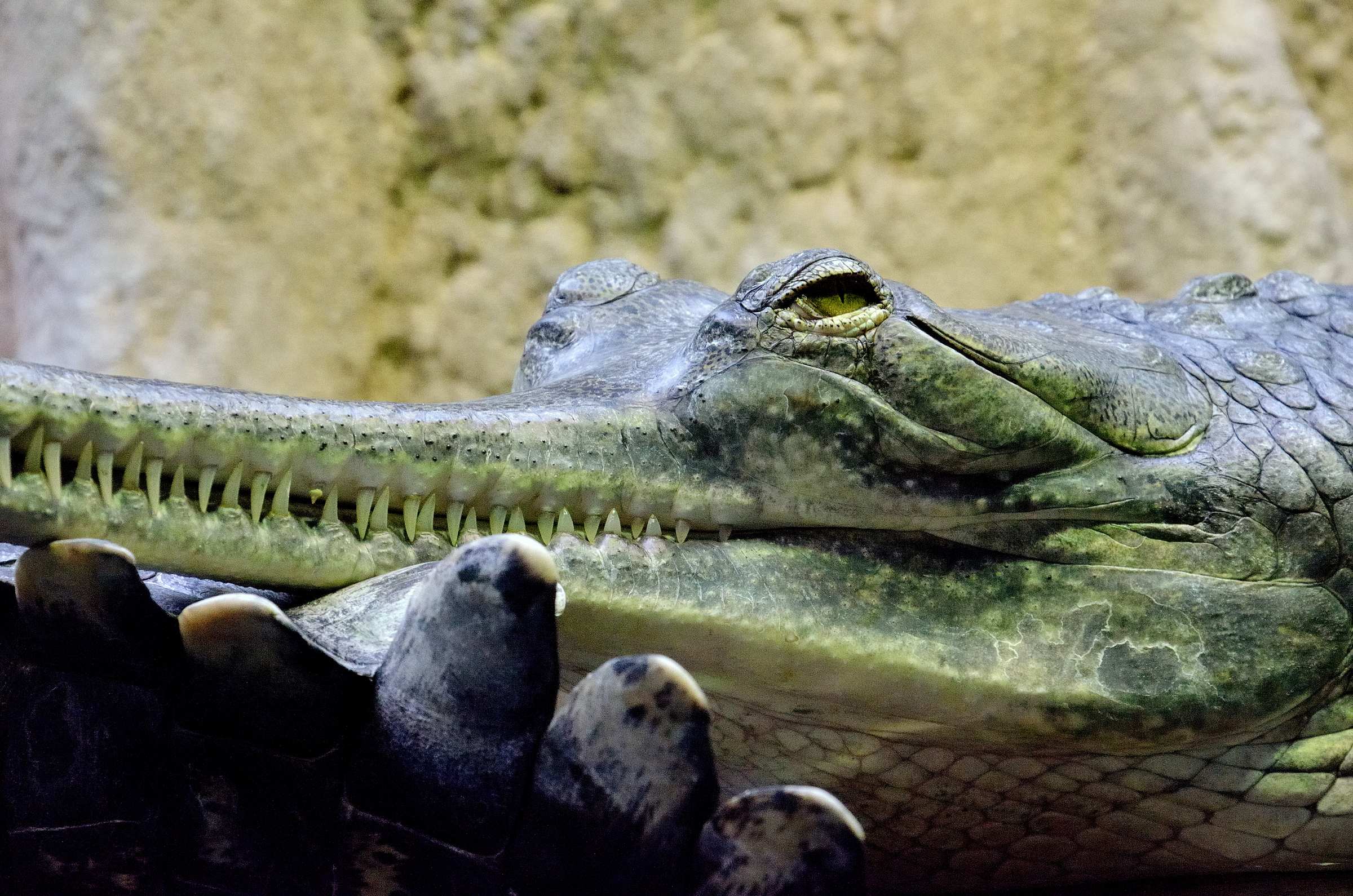 Пражский зоопарк. Крокодил