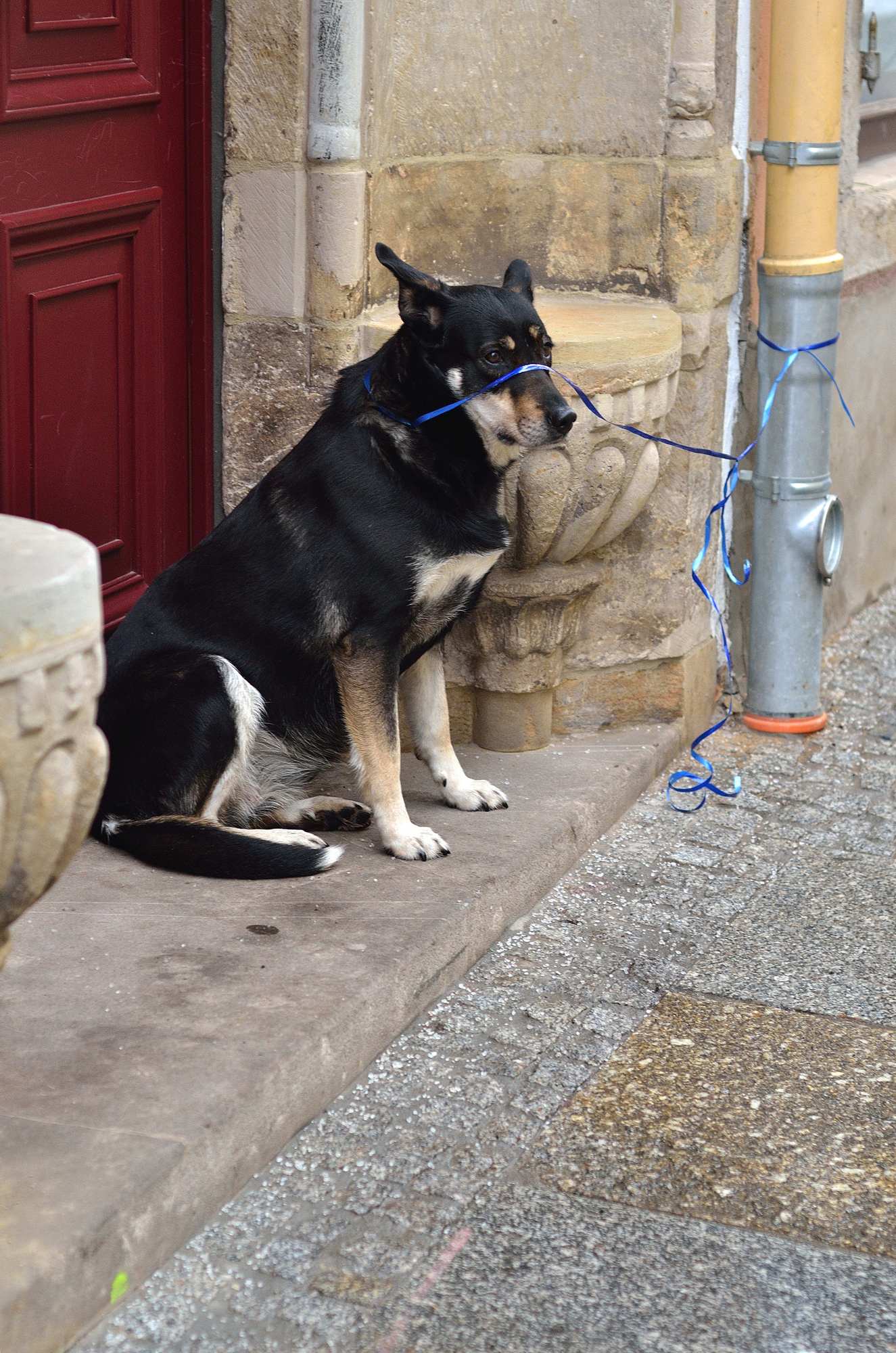 Привязанный дождиком пёс на улице в Мейсене