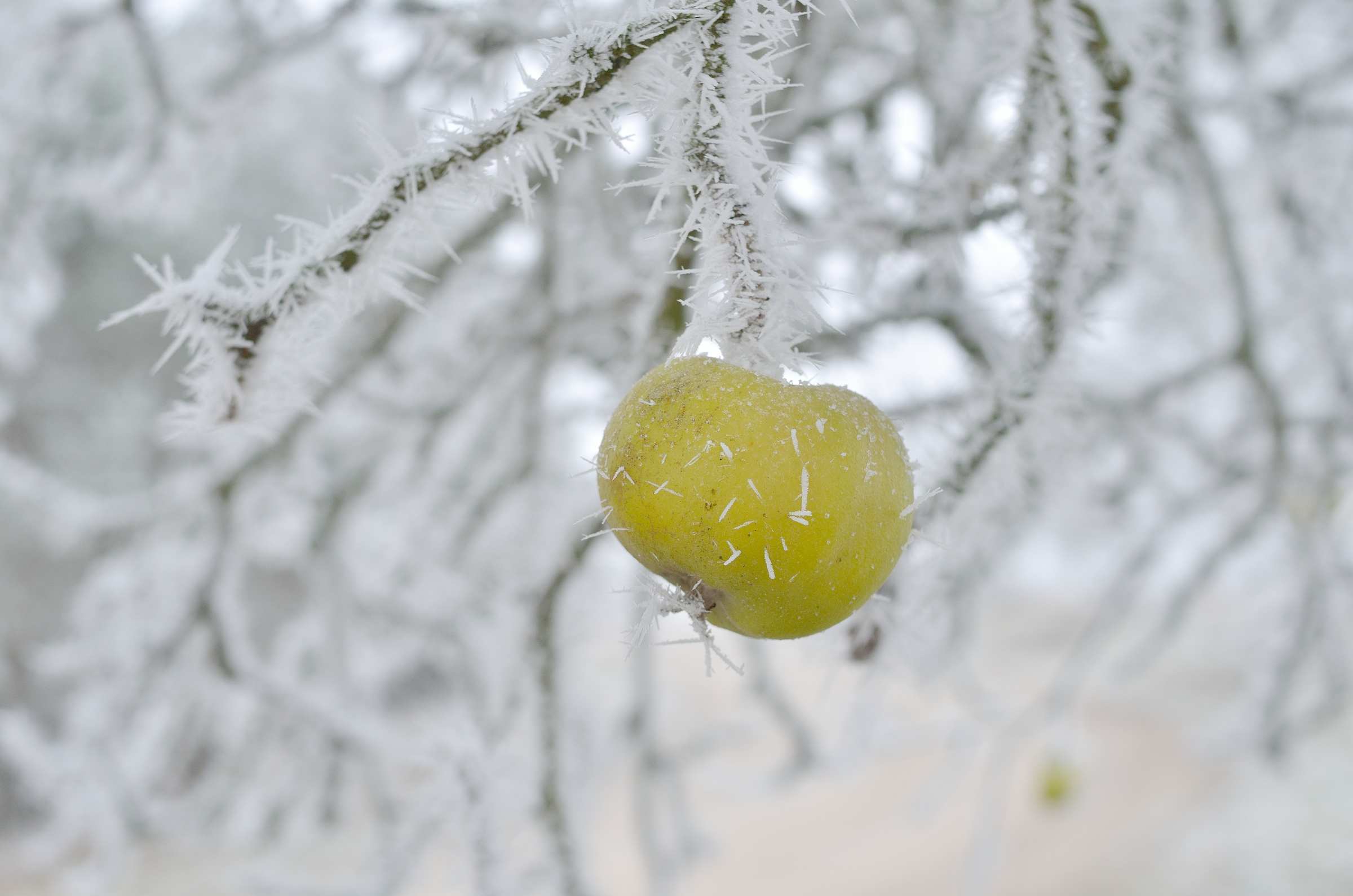 Зимние яблони в Чешском рае