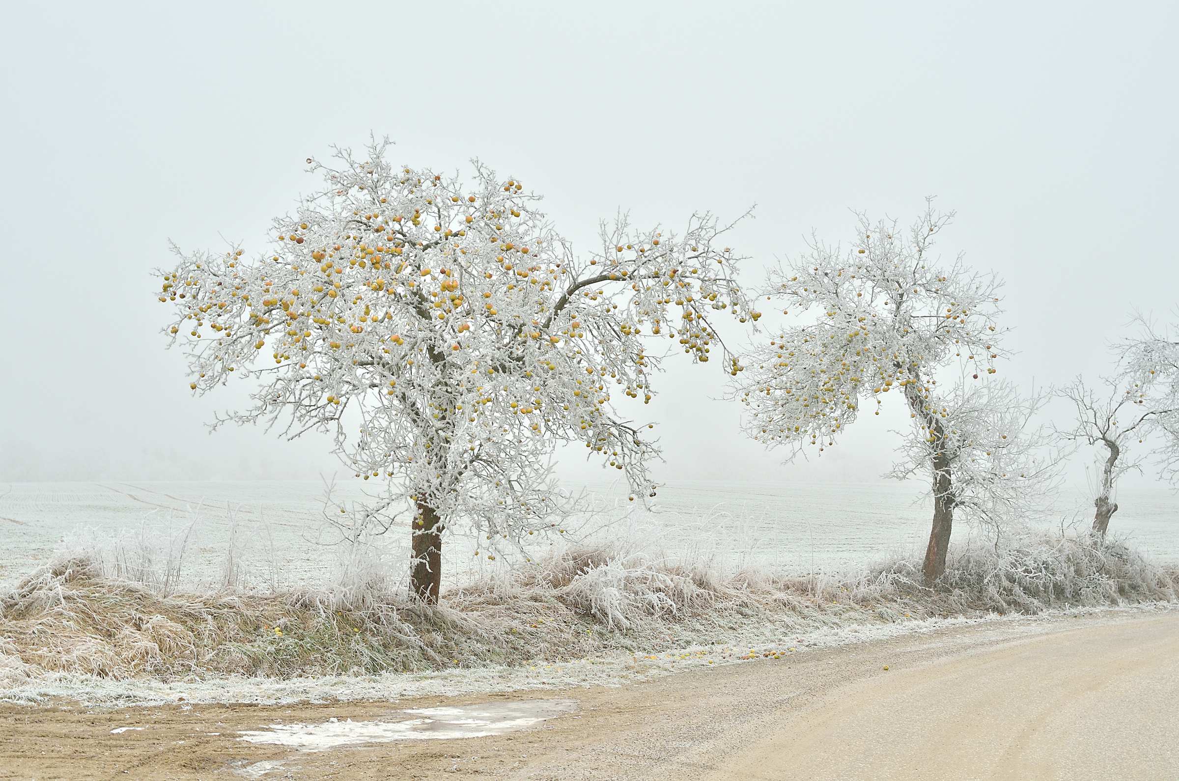 Зимние яблони в Чешском рае