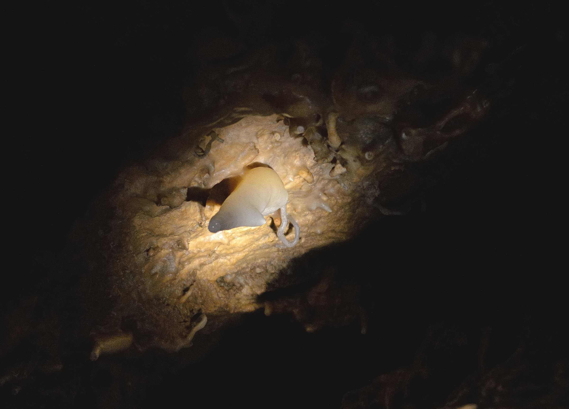 Бозковские доломитовые пещеры в Чешском рае