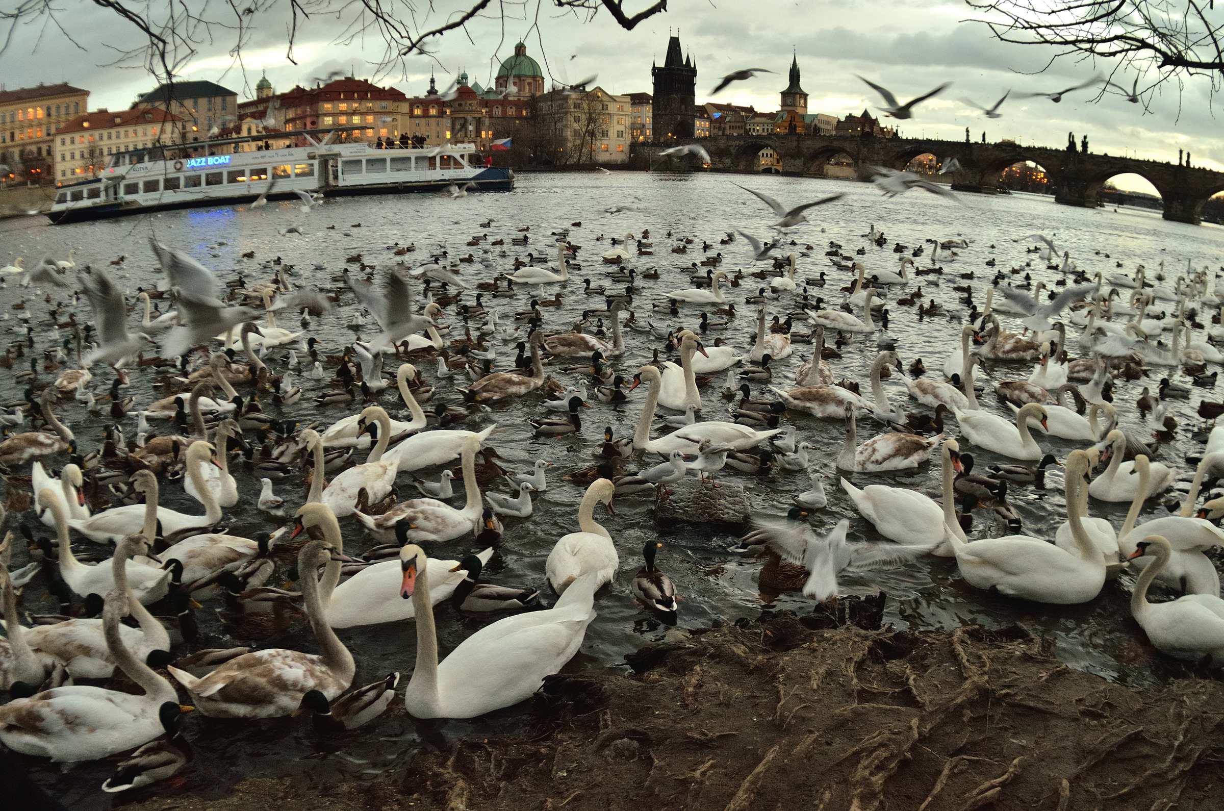 Влтавские лебеди в Праге