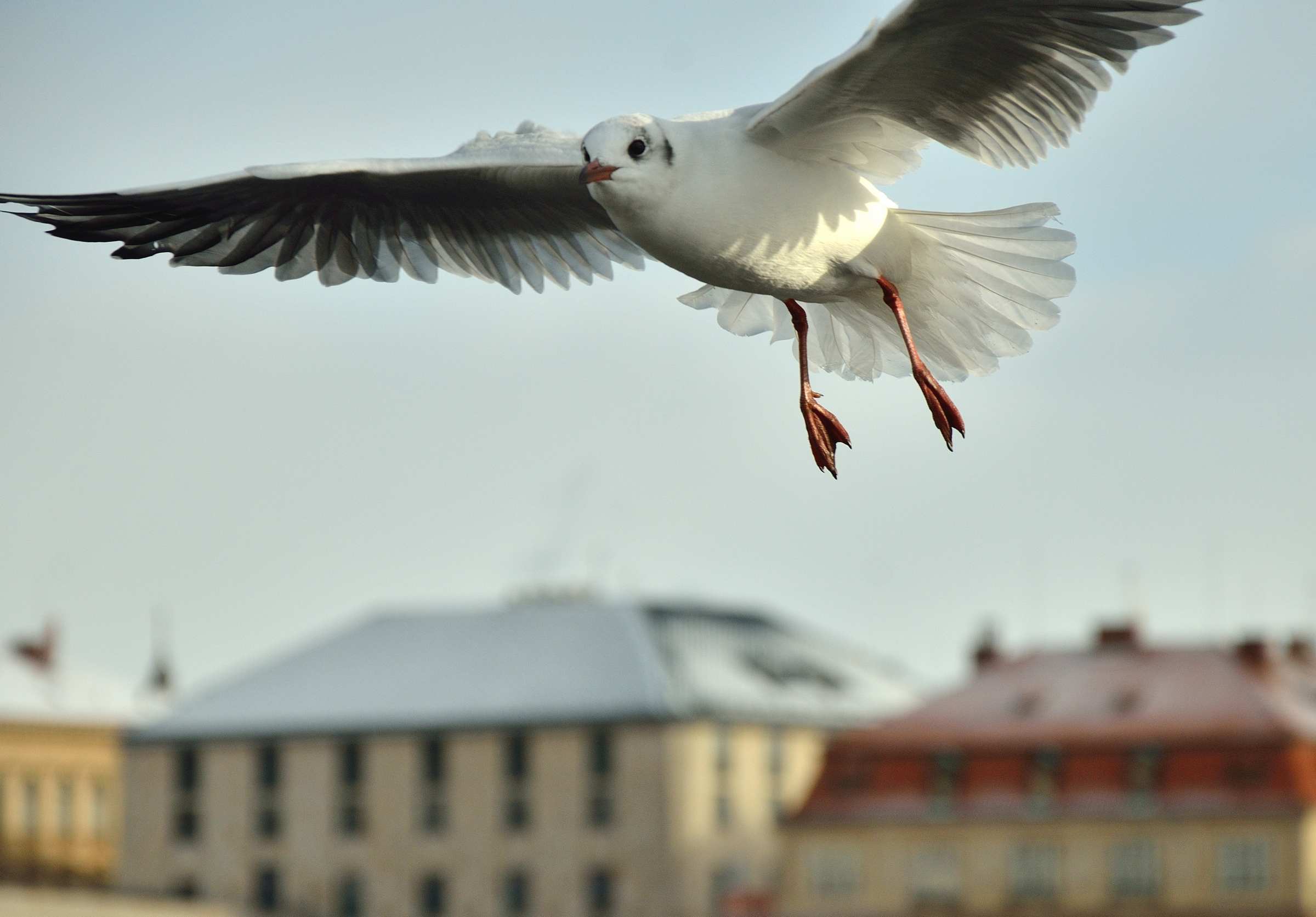 Чайка над Прагой