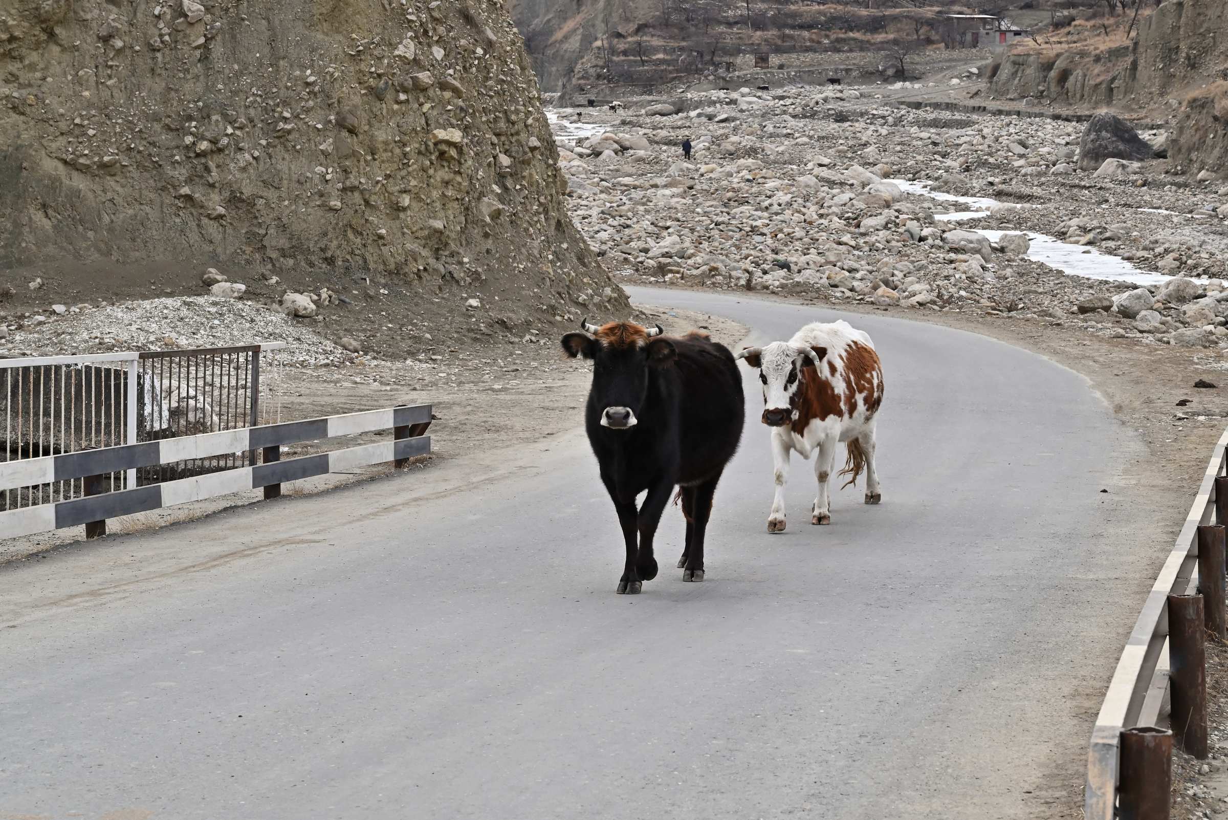 Коровы на дороге в Дагестане вблизи Короды.