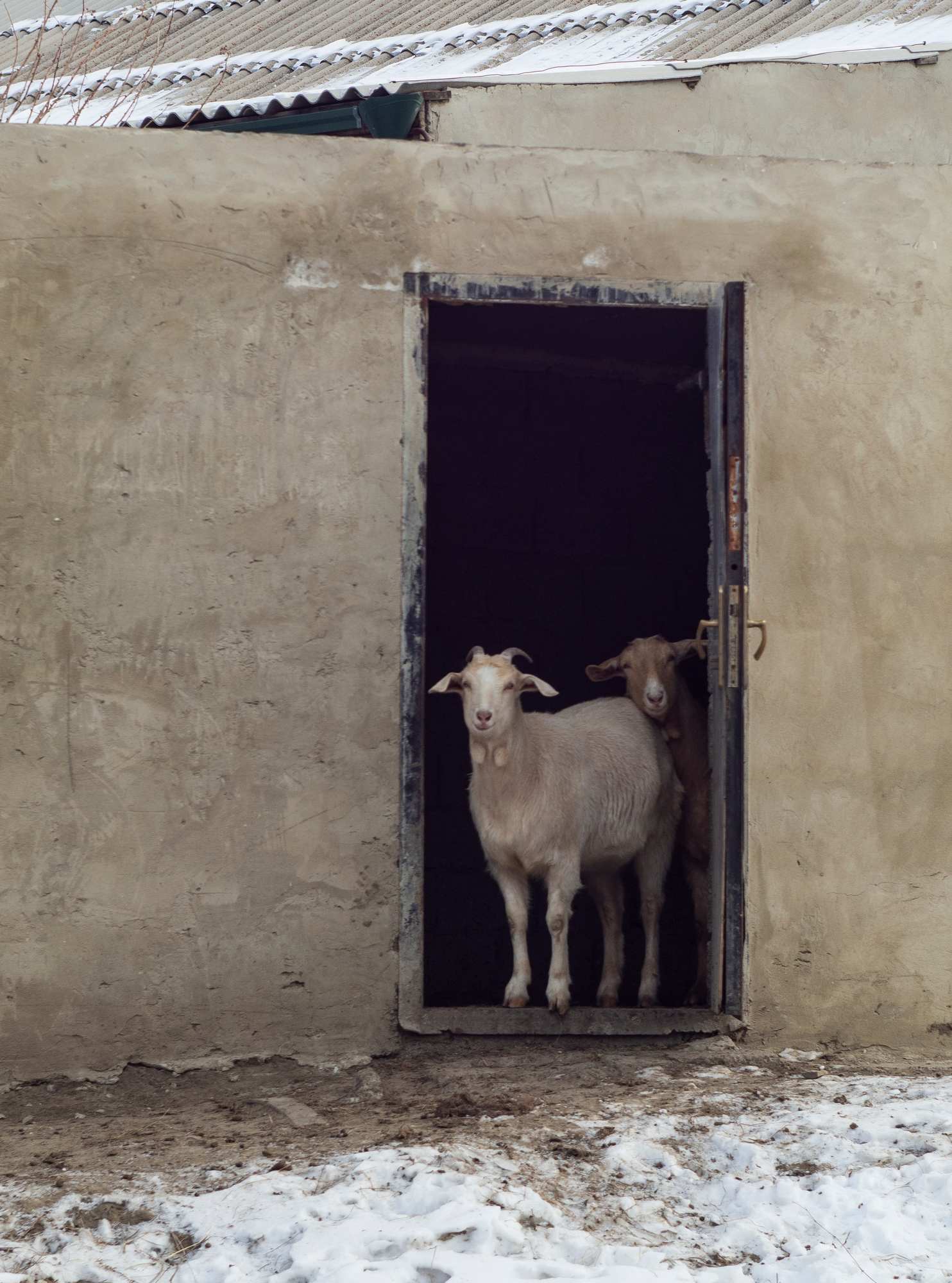 Дагестан. Любопытные козы недалеко от каньона Цолотль