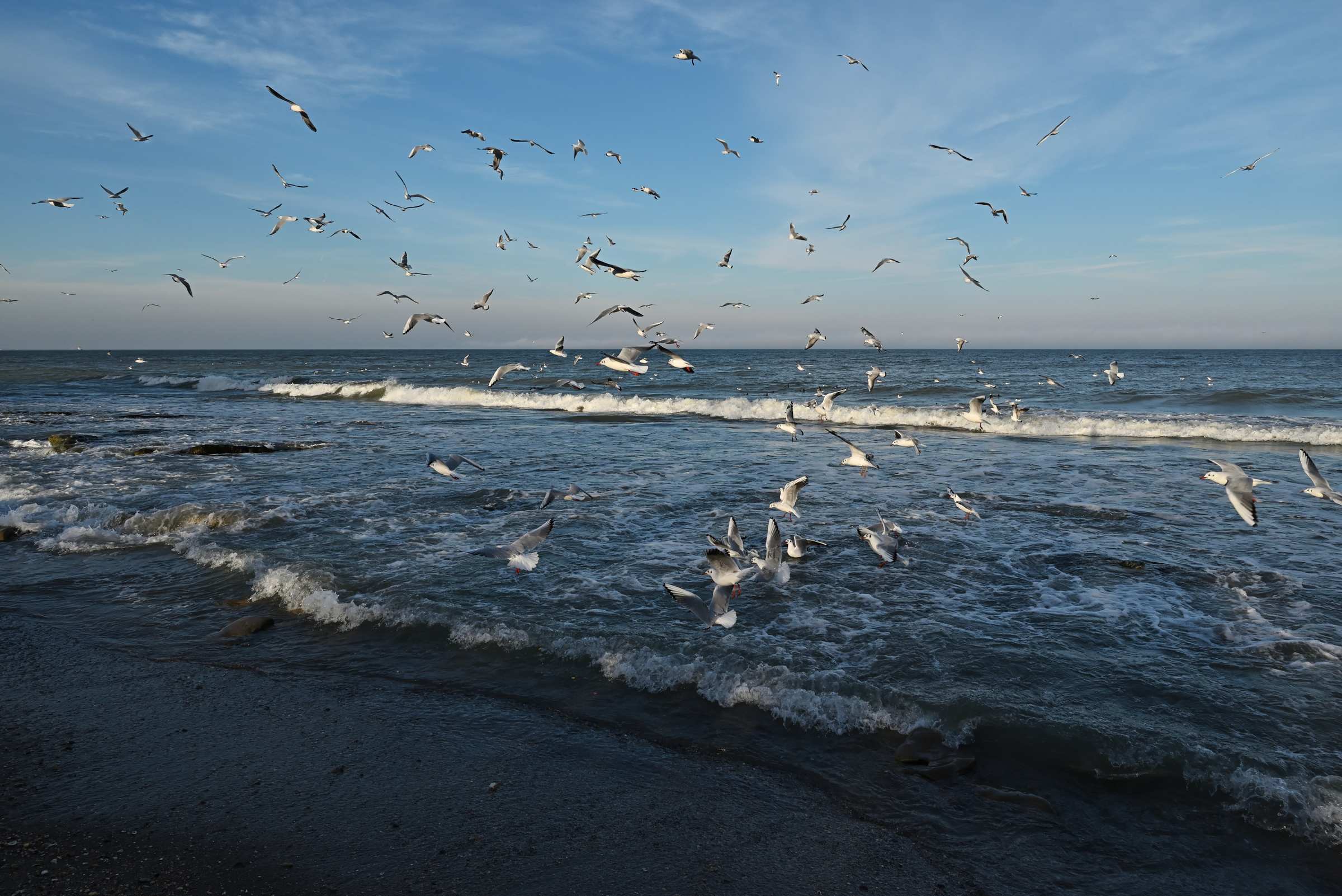 Чайки на городском пляже Махачкалы в январе.