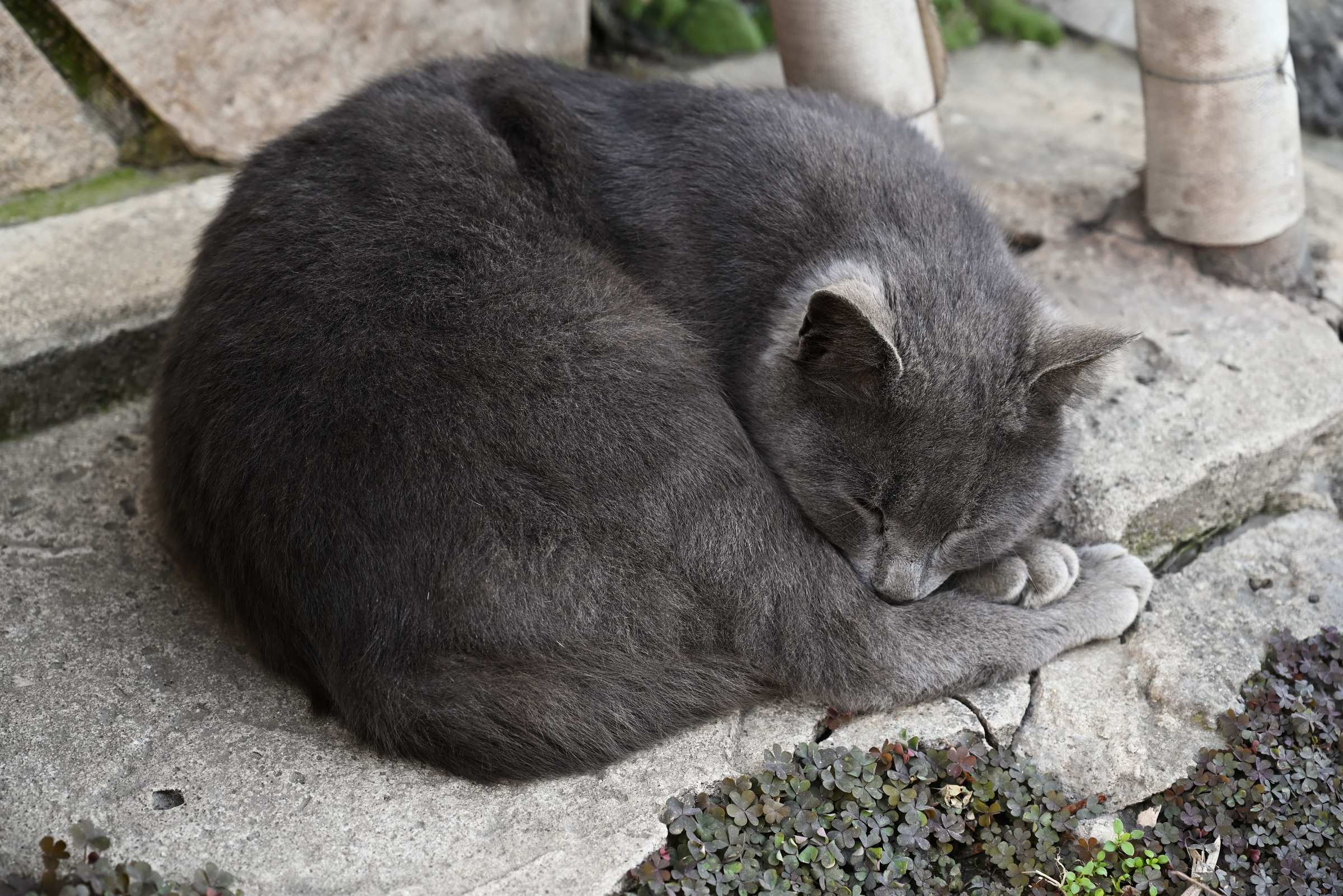 Кошка в Махачкале