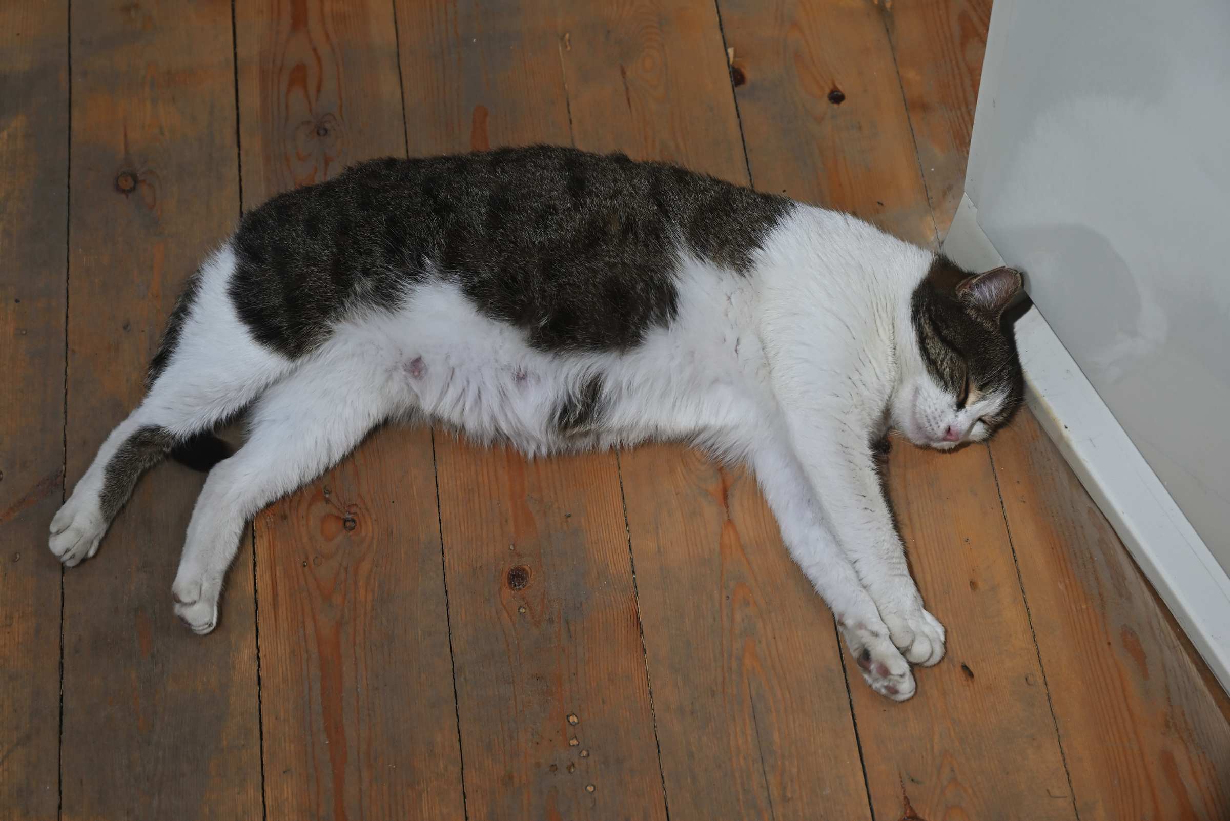 Кошка в выставочном зале в цитадели Нарын-кала