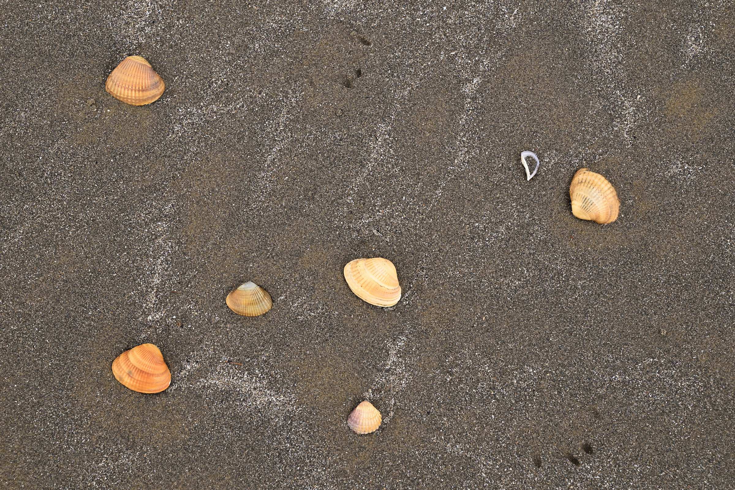 Ракушки в песке на пляже у экраноплана «Лунь» в Дербенте