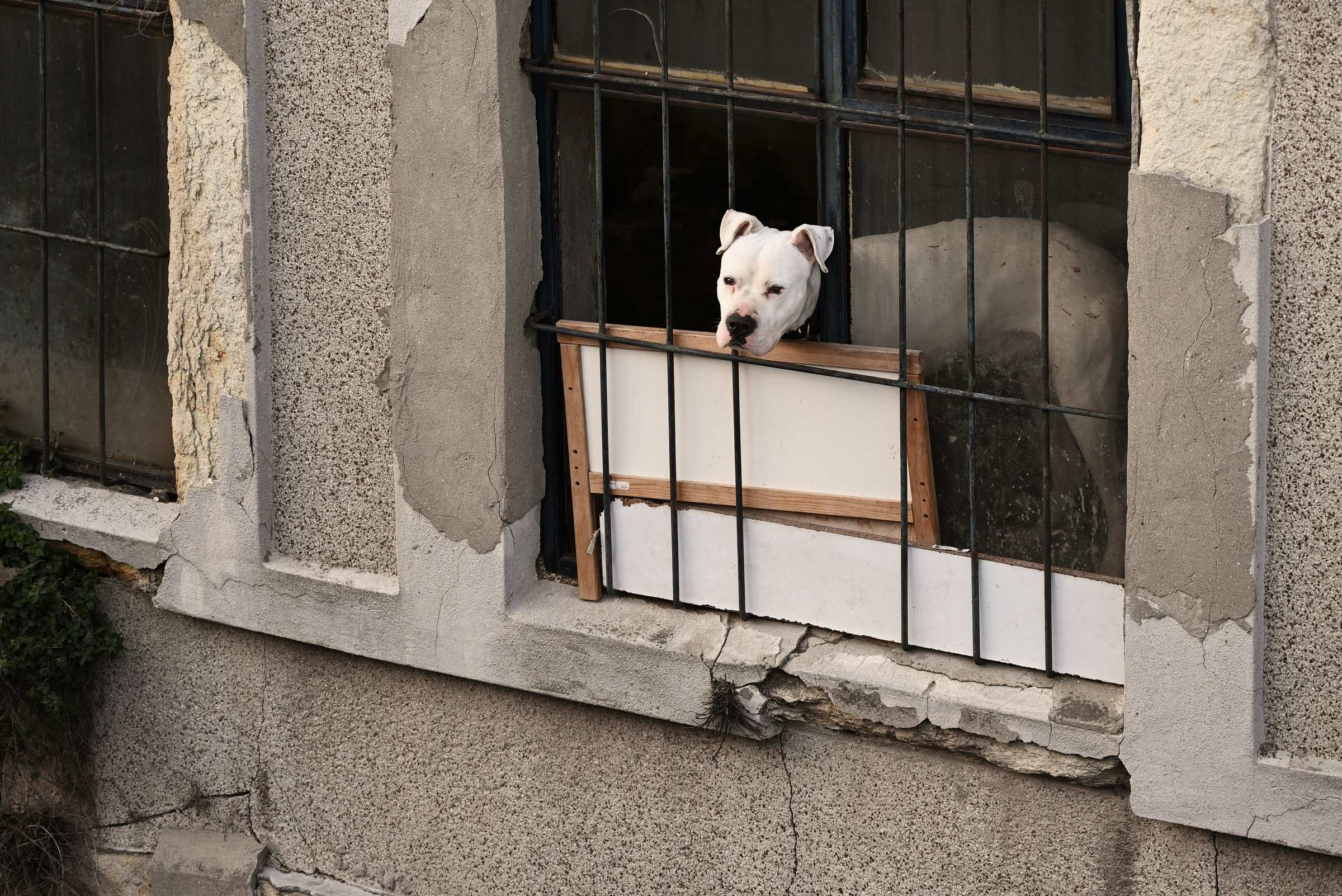 Стамбул. Пёс в окне