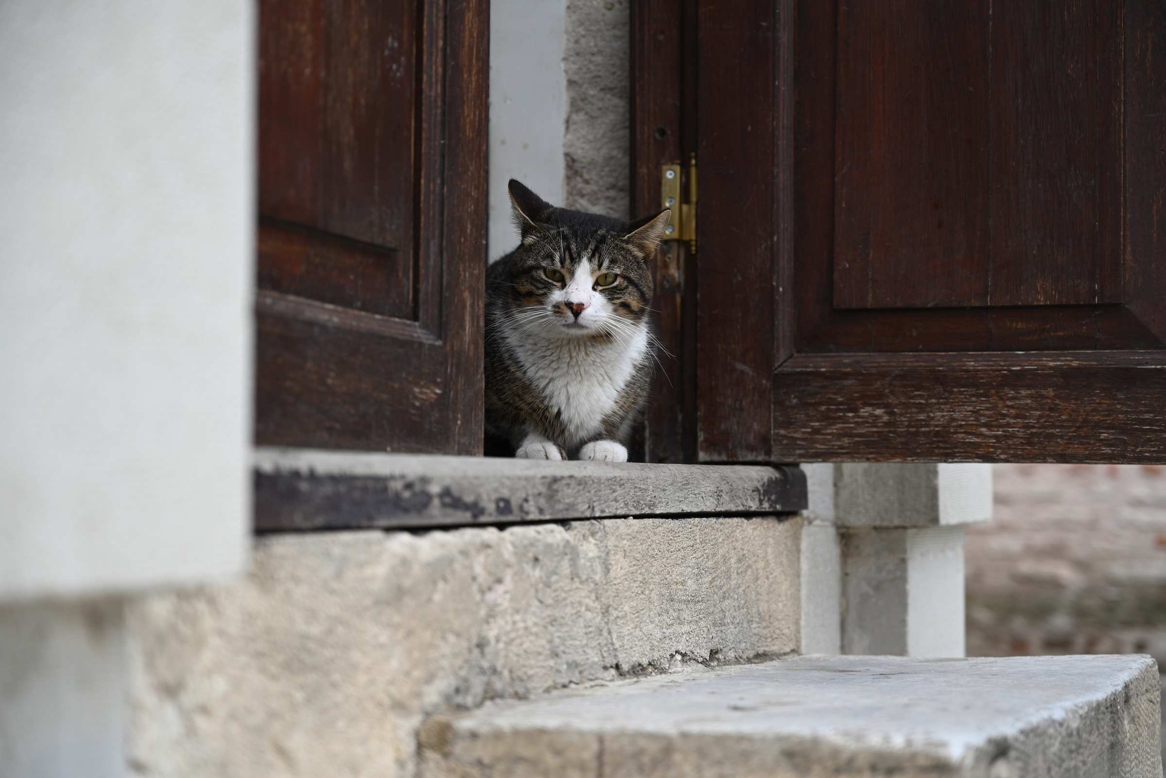 Кошка во дворце Топкапы