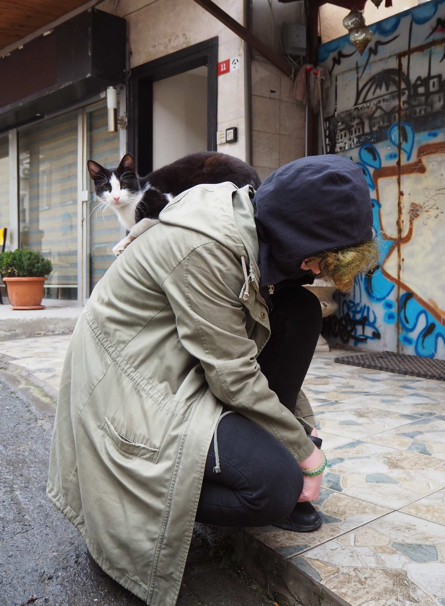 Стамбульская кошка на спине