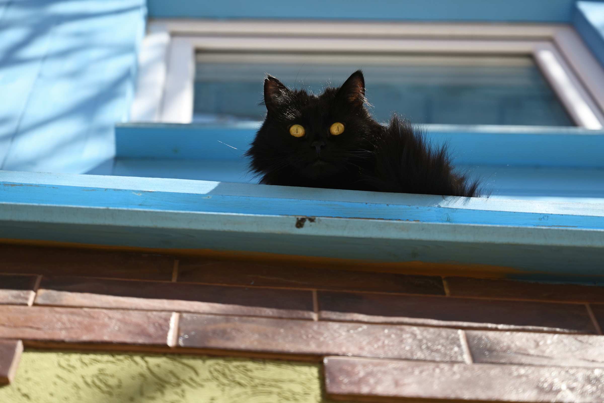 Чёрная кошка в Зеленоградске