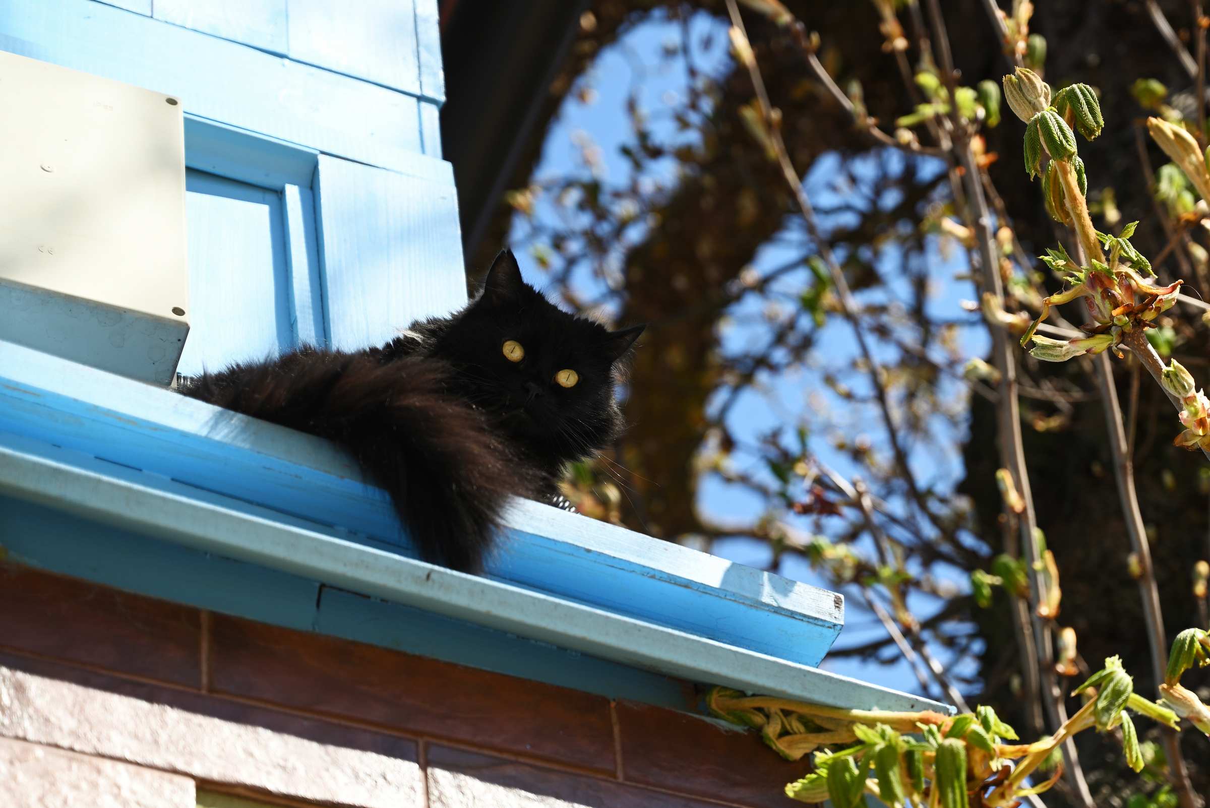 Чёрная кошка в Зеленоградске