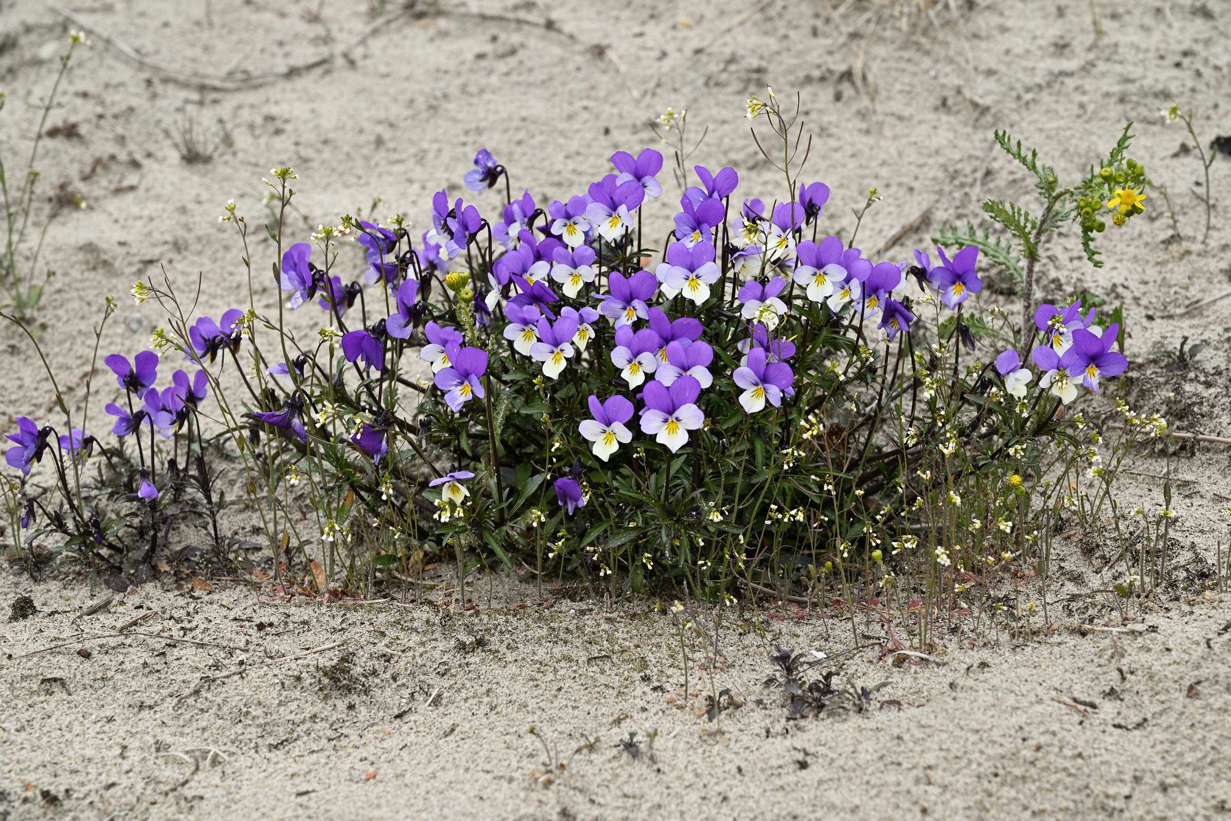 Цветочки в песках Балтийской косы