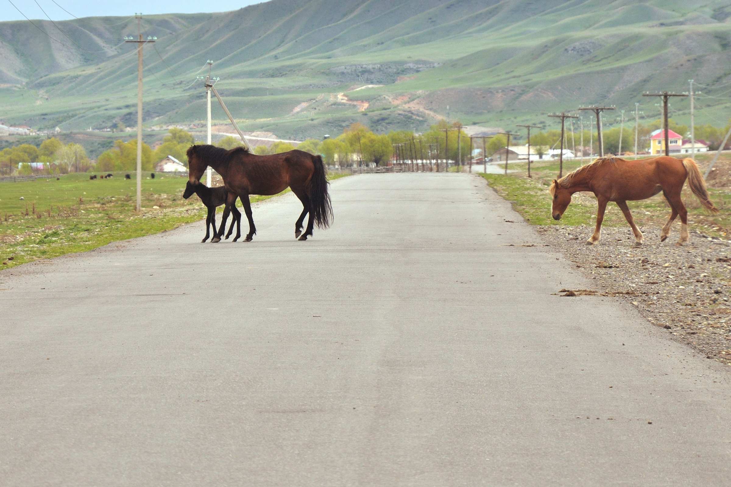 Лошади на дорогах Казахстана