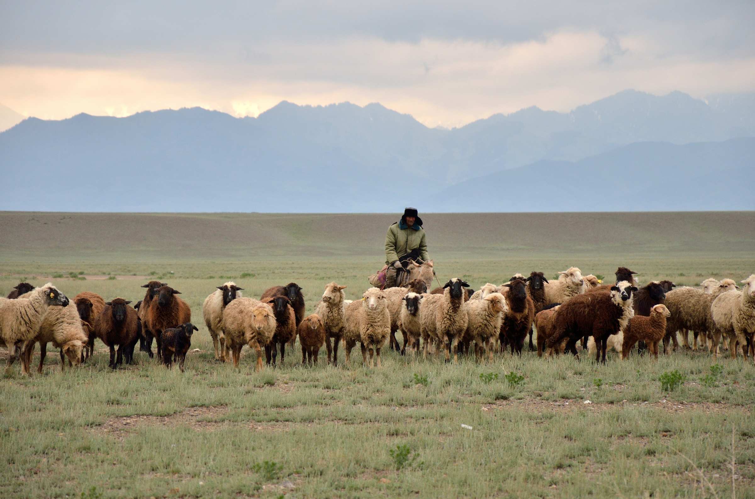 Казахстан. Стадо баранов с пастухом на ослике