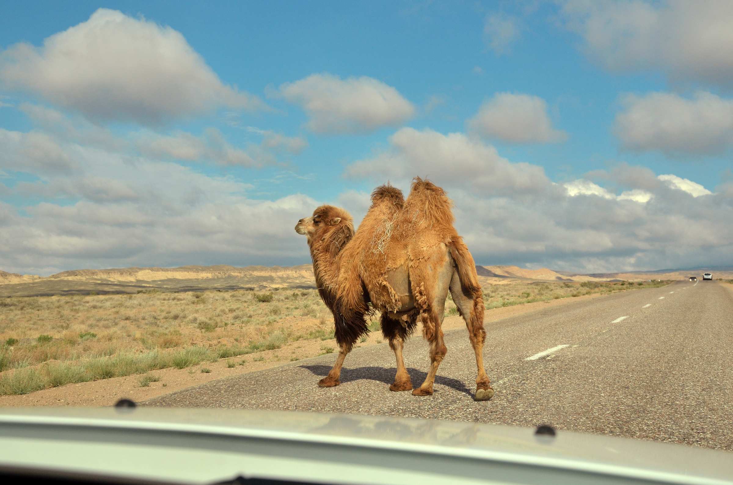 Верблюды на дорогах Казахстана