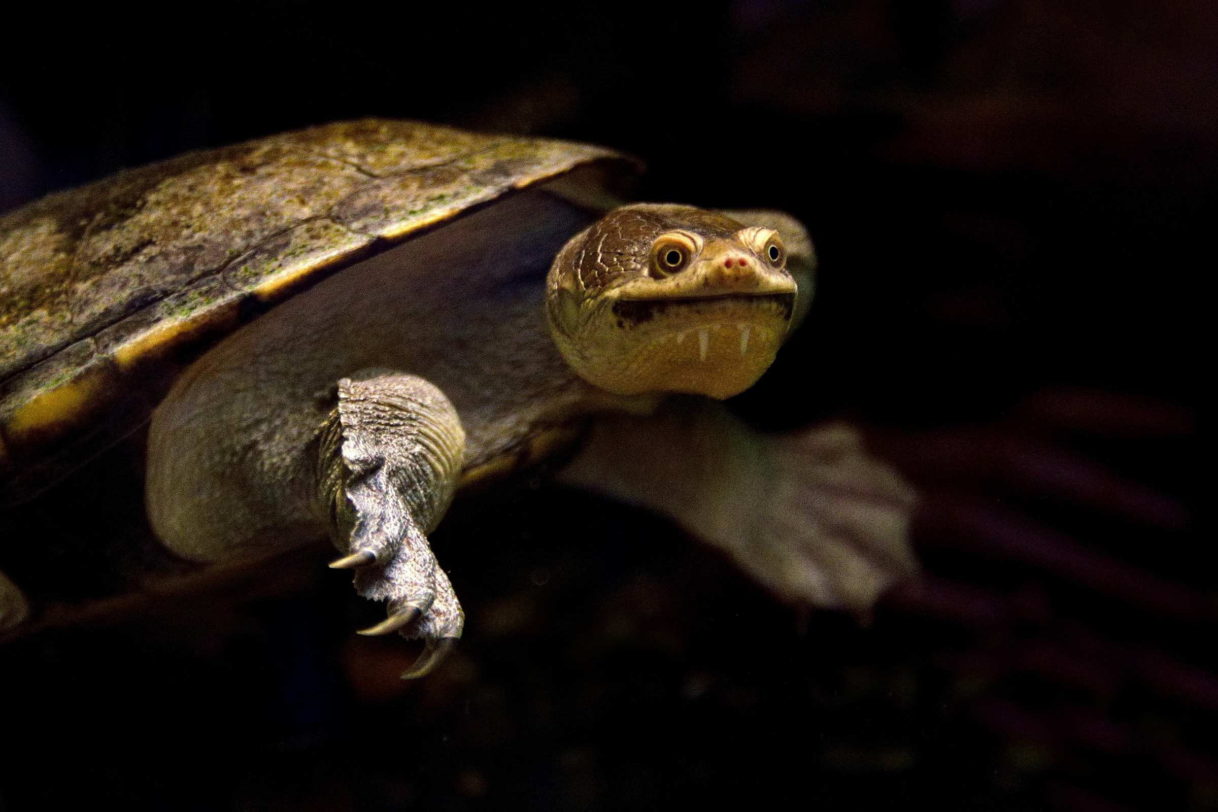 Австралийская змеиношейная черепаха в Нижегородском экзотариуме.