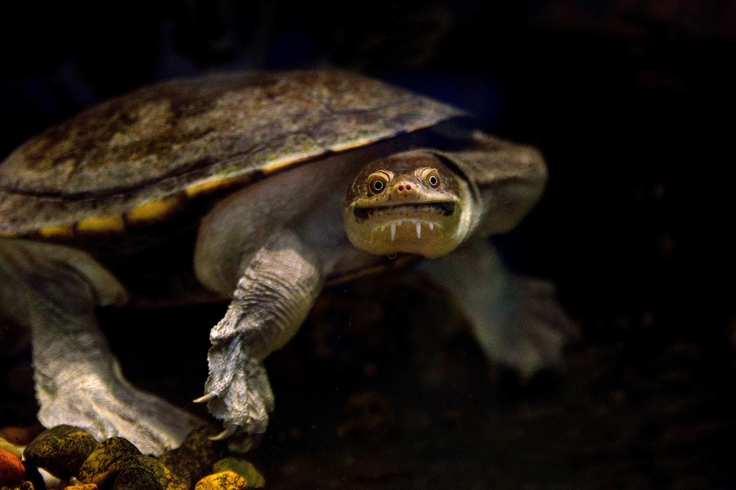 Австралийская змеиношейная черепаха в Нижегородском экзотариуме.