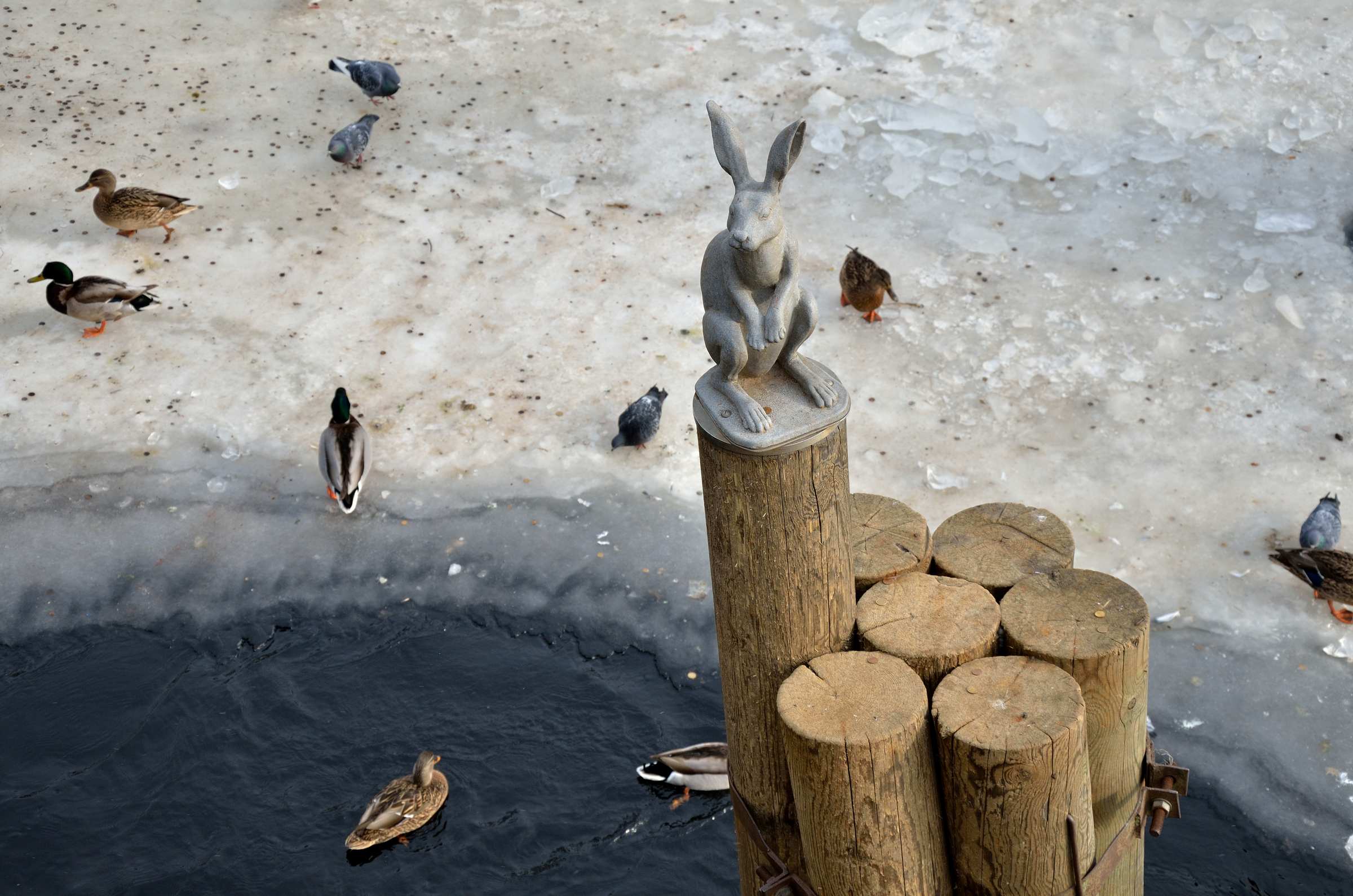 Заяц, спасшийся от наводнения у Иоанновского моста