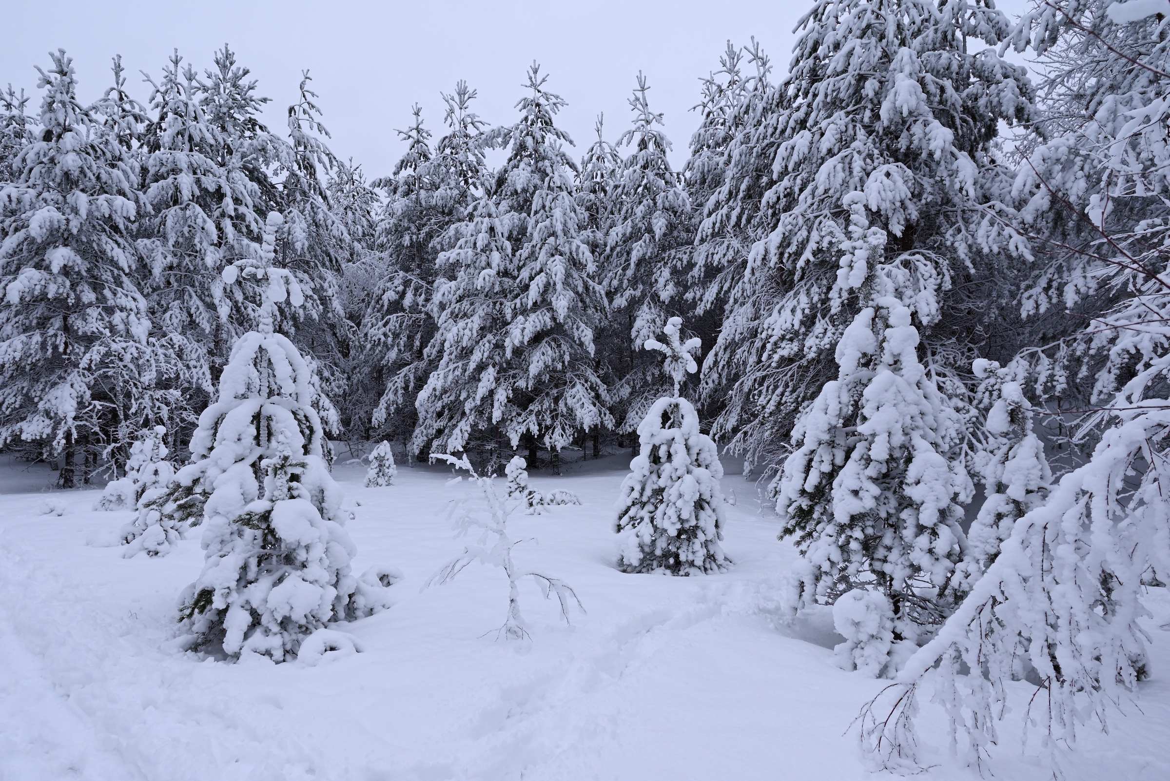 Зимний лес в районе руин форта Ино