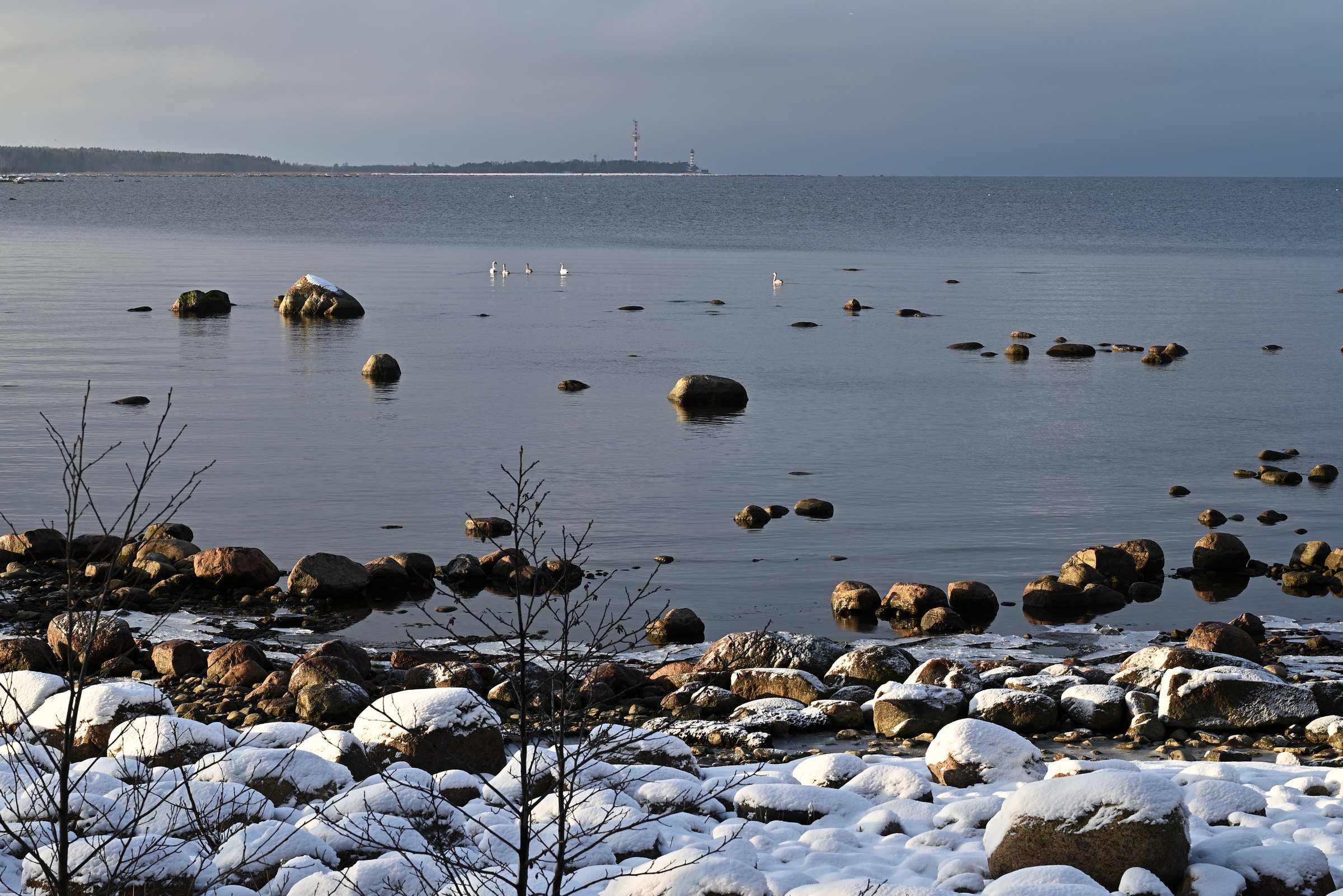 Заказник Лебяжий. Мыс Серая Лошадь. Лебеди в водах Финског залива зимой.