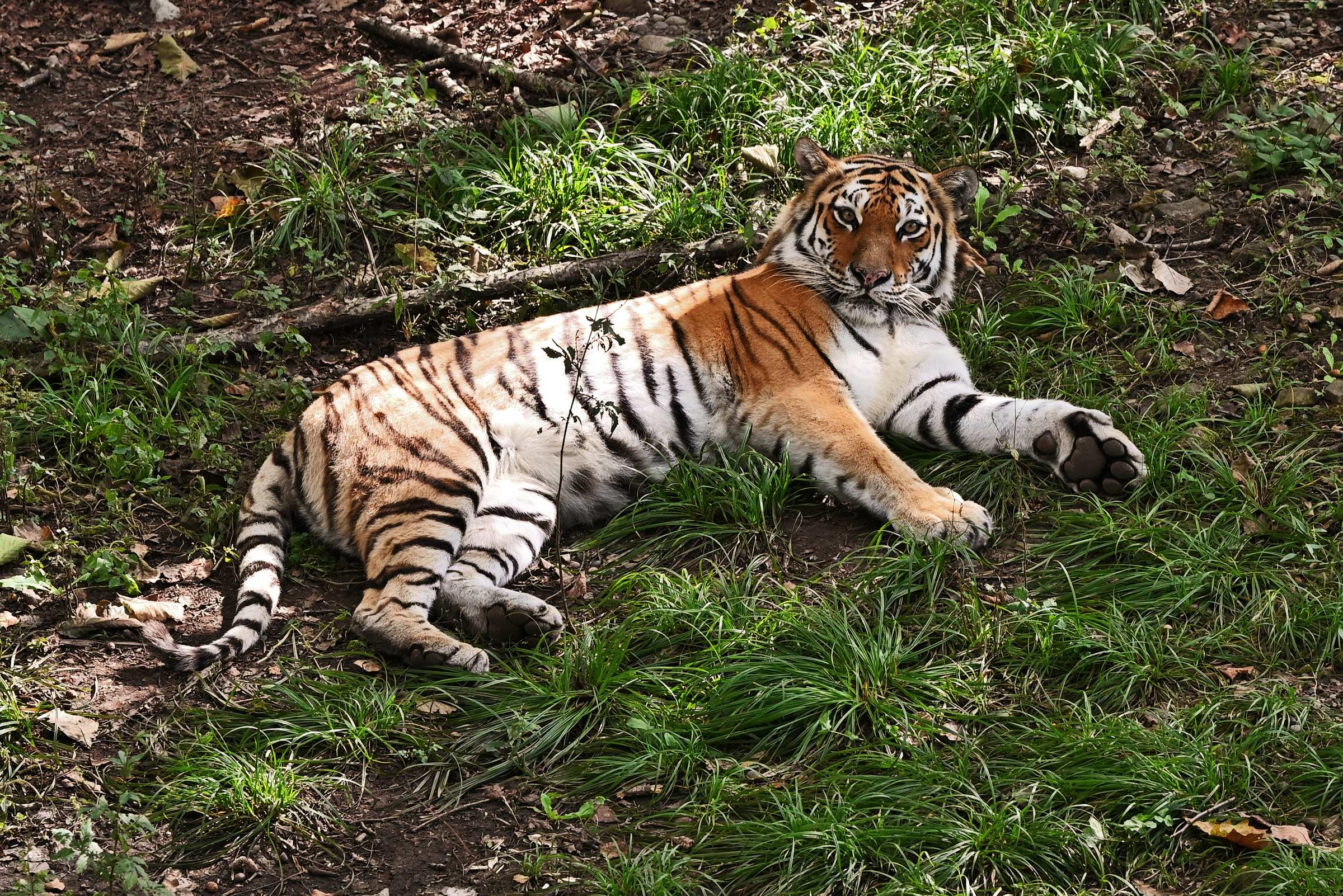 Тигрица Тайга. Приморский Сафари-парк.
