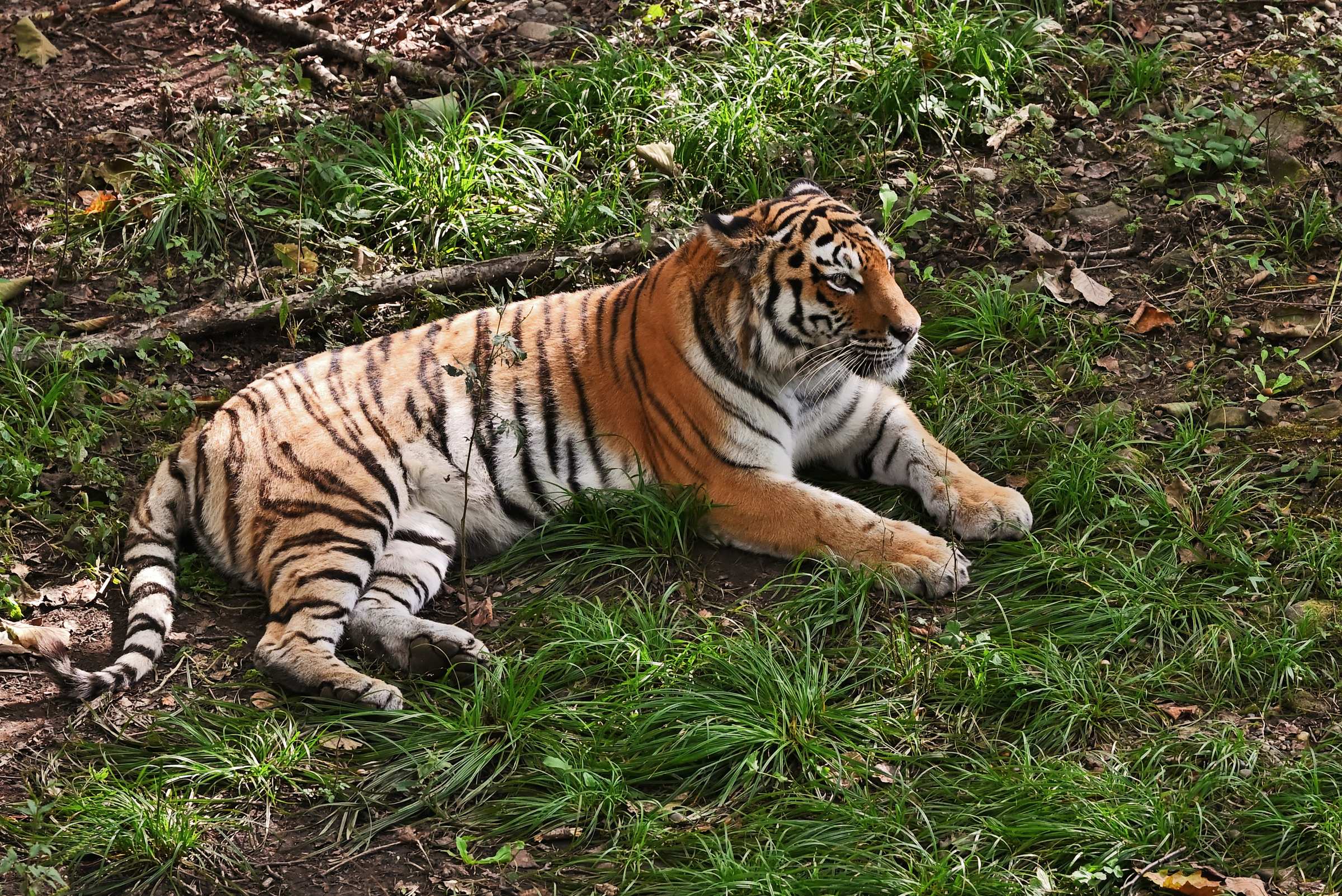 Тигрица Тайга. Приморский Сафари-парк.