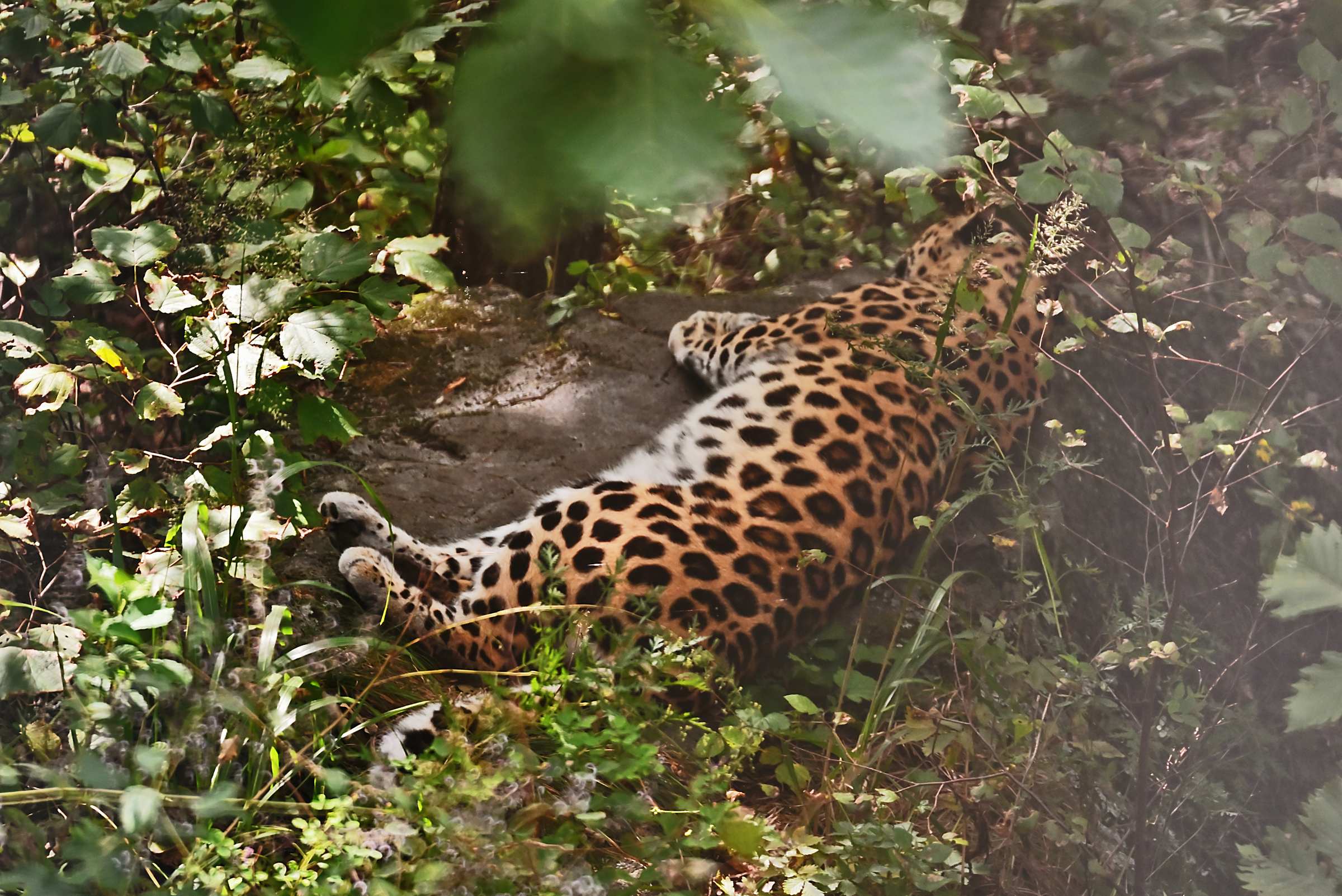 Дальневосточный леопард Рона. Приморский Сафари-парк.