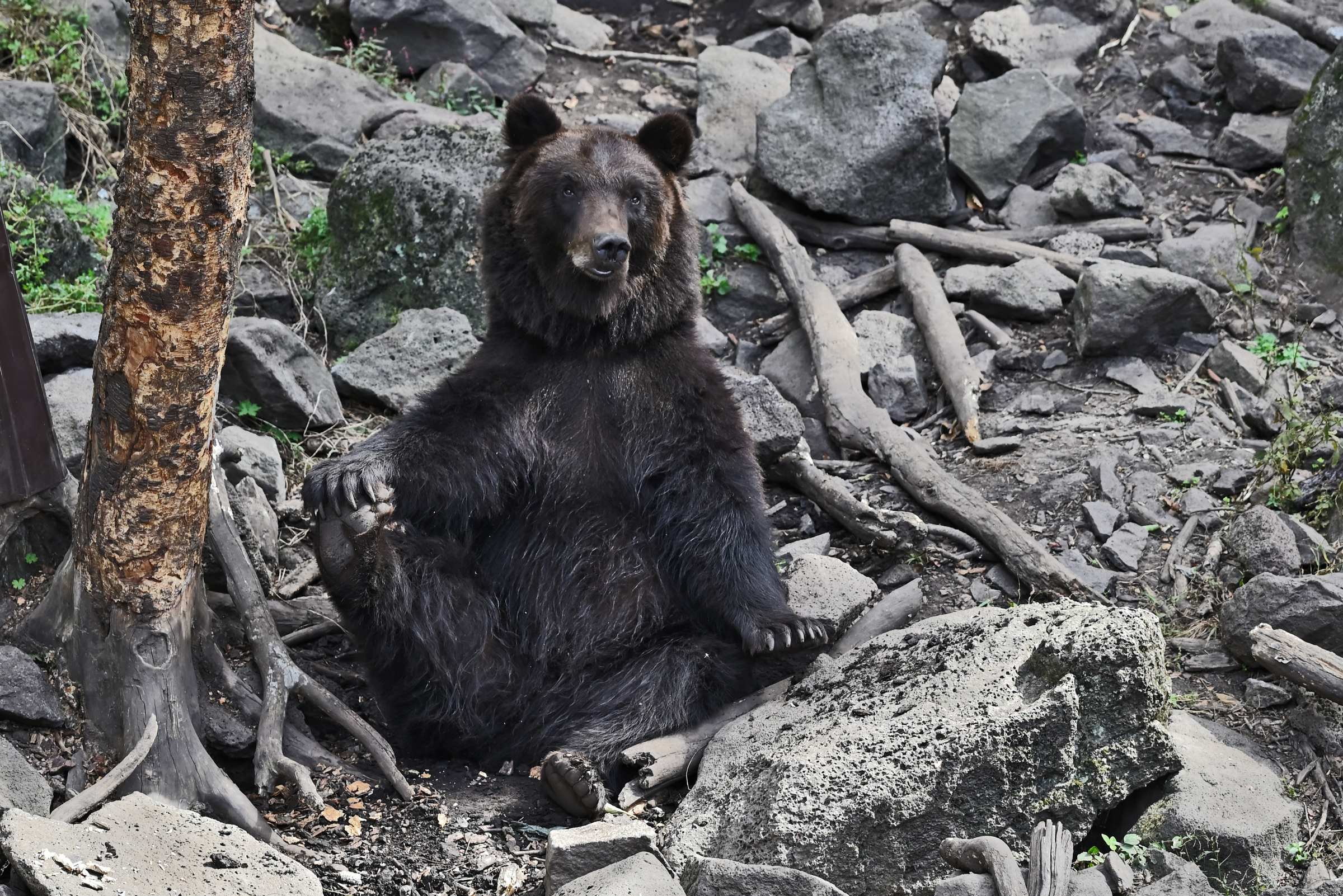Бурый медведь Миша. Приморский Сафари-парк.