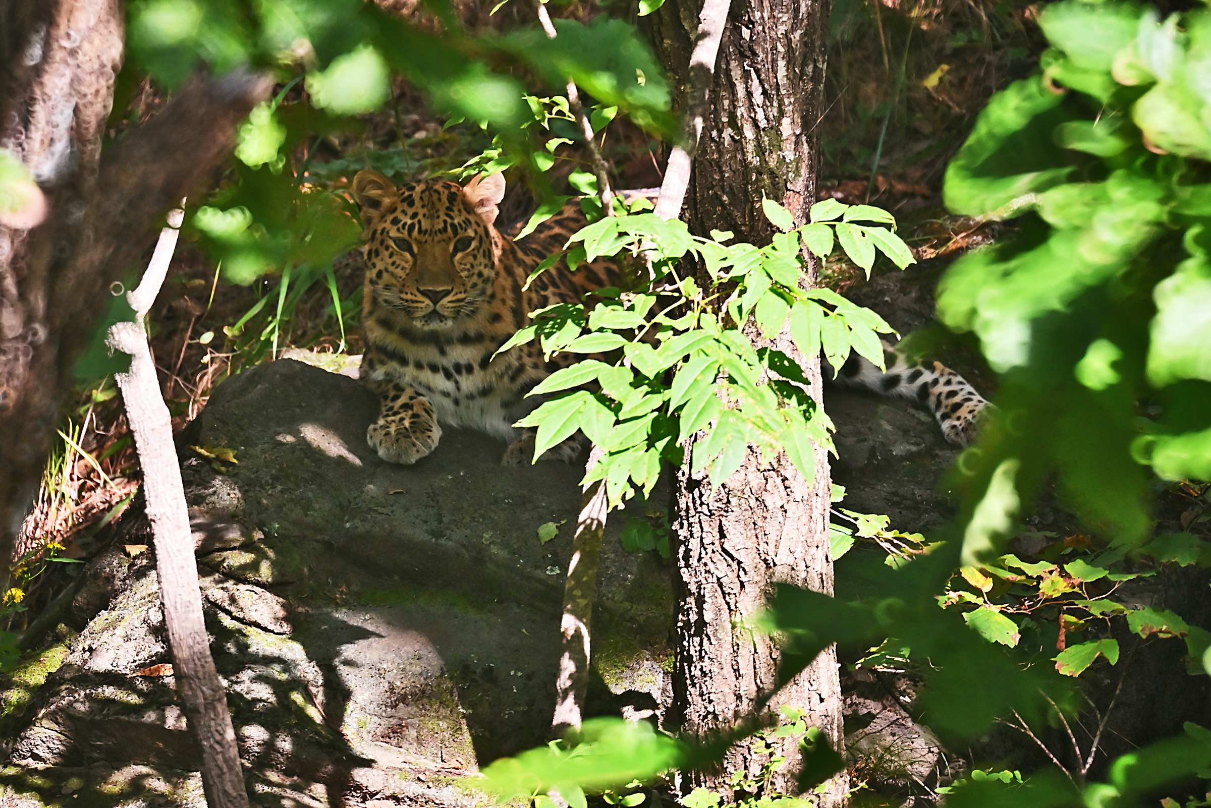 Дальневосточный леопард Рона. Приморский Сафари-парк.