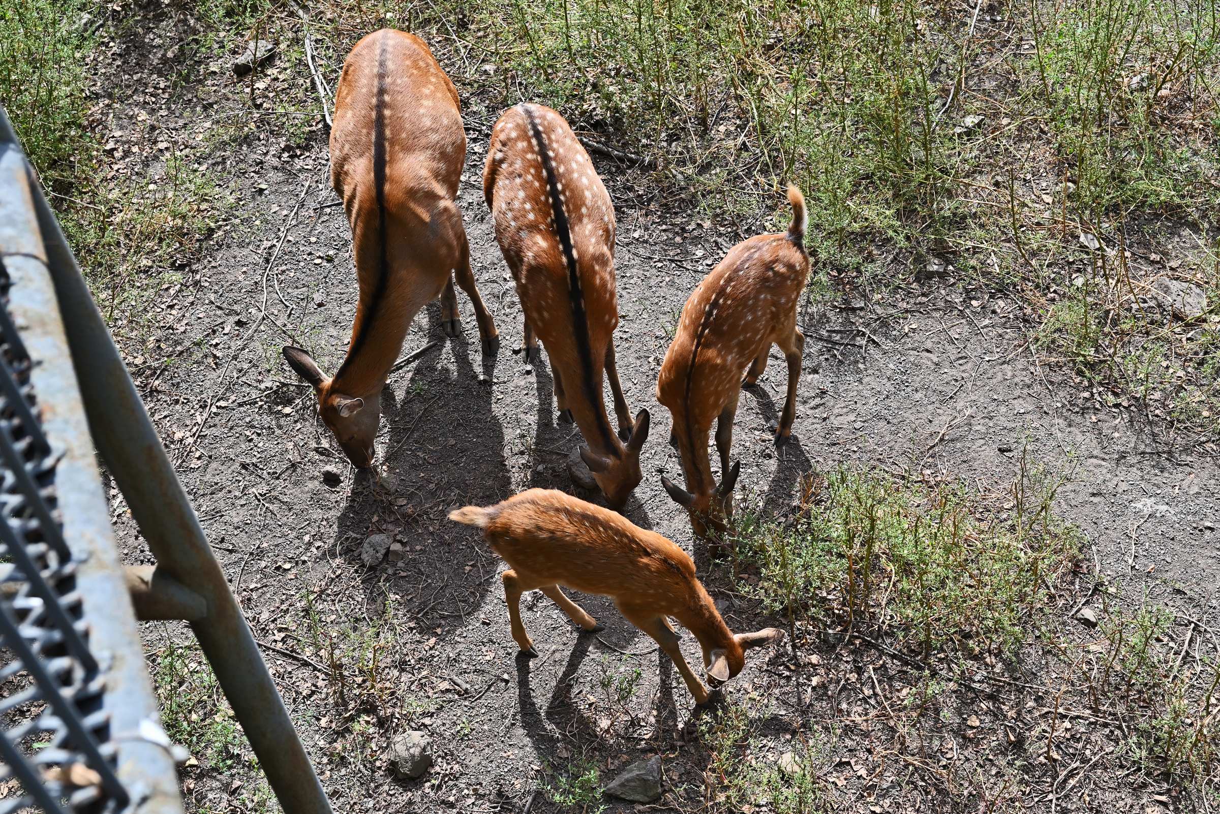 Семейство пятнистых оленей. Приморский Сафари-парк.