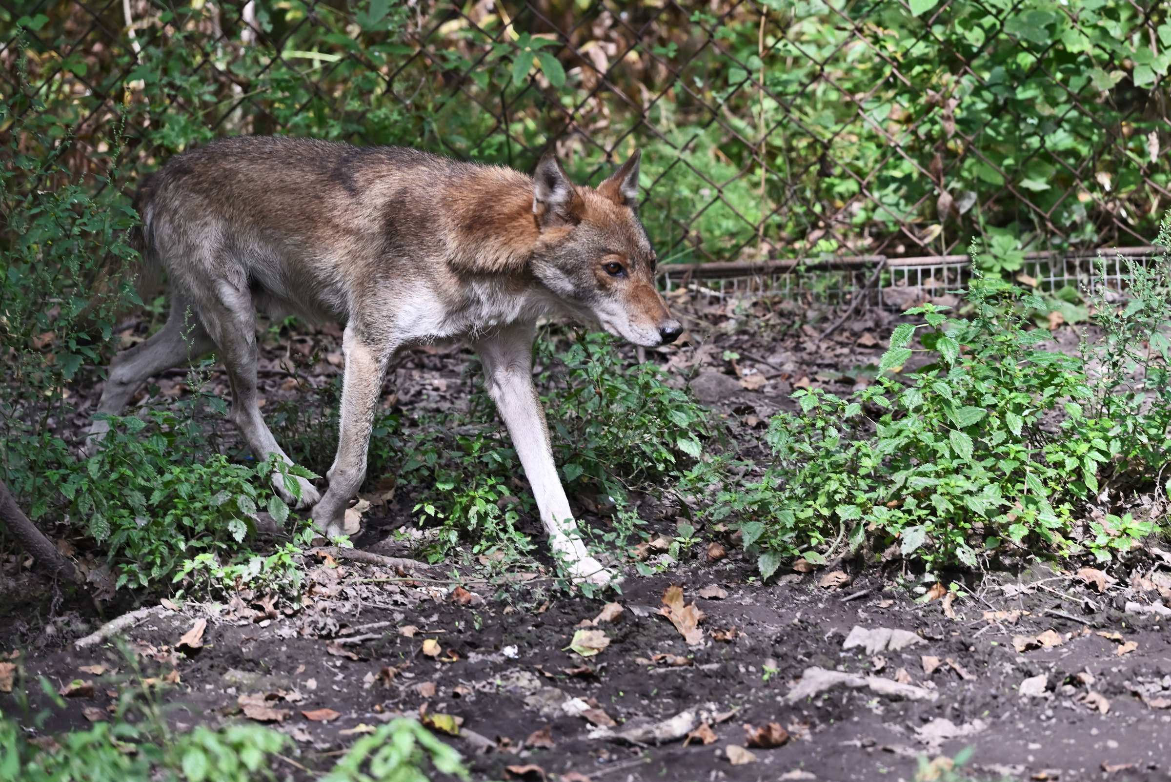  Серый волк. Приморский Сафари-парк.