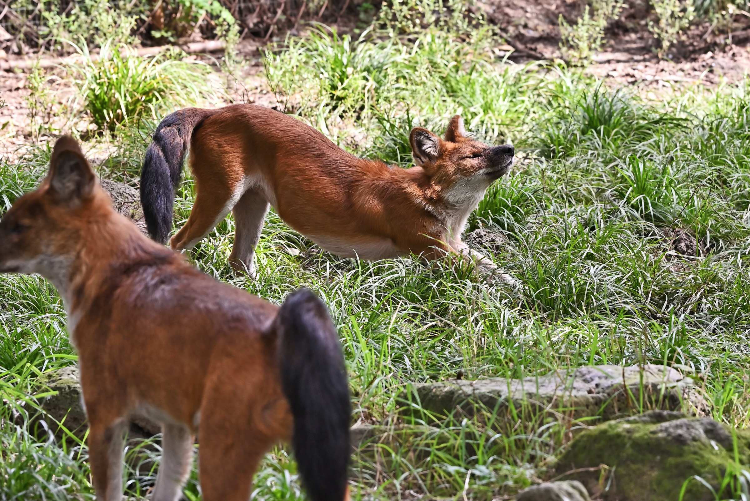 Красный волк. Приморский Сафари-парк.