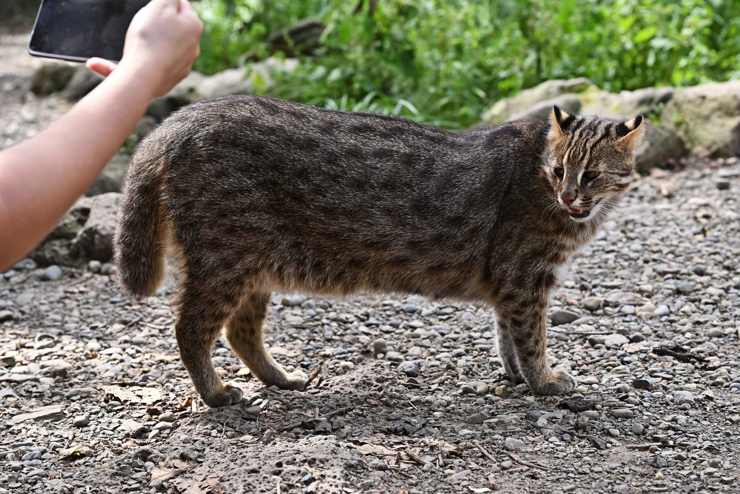 Дальневосточный лесной кот. Приморский Сафари-парк.
