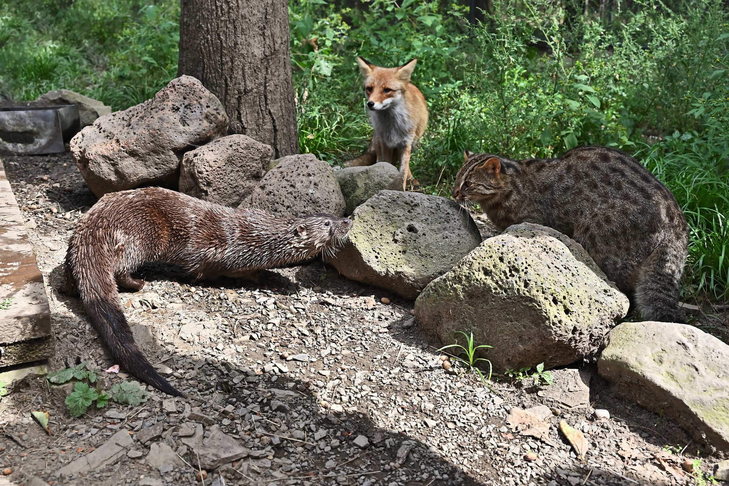 Выдра, дальневосточный лесной кот и лиса Глаша. Приморский Сафари-парк.