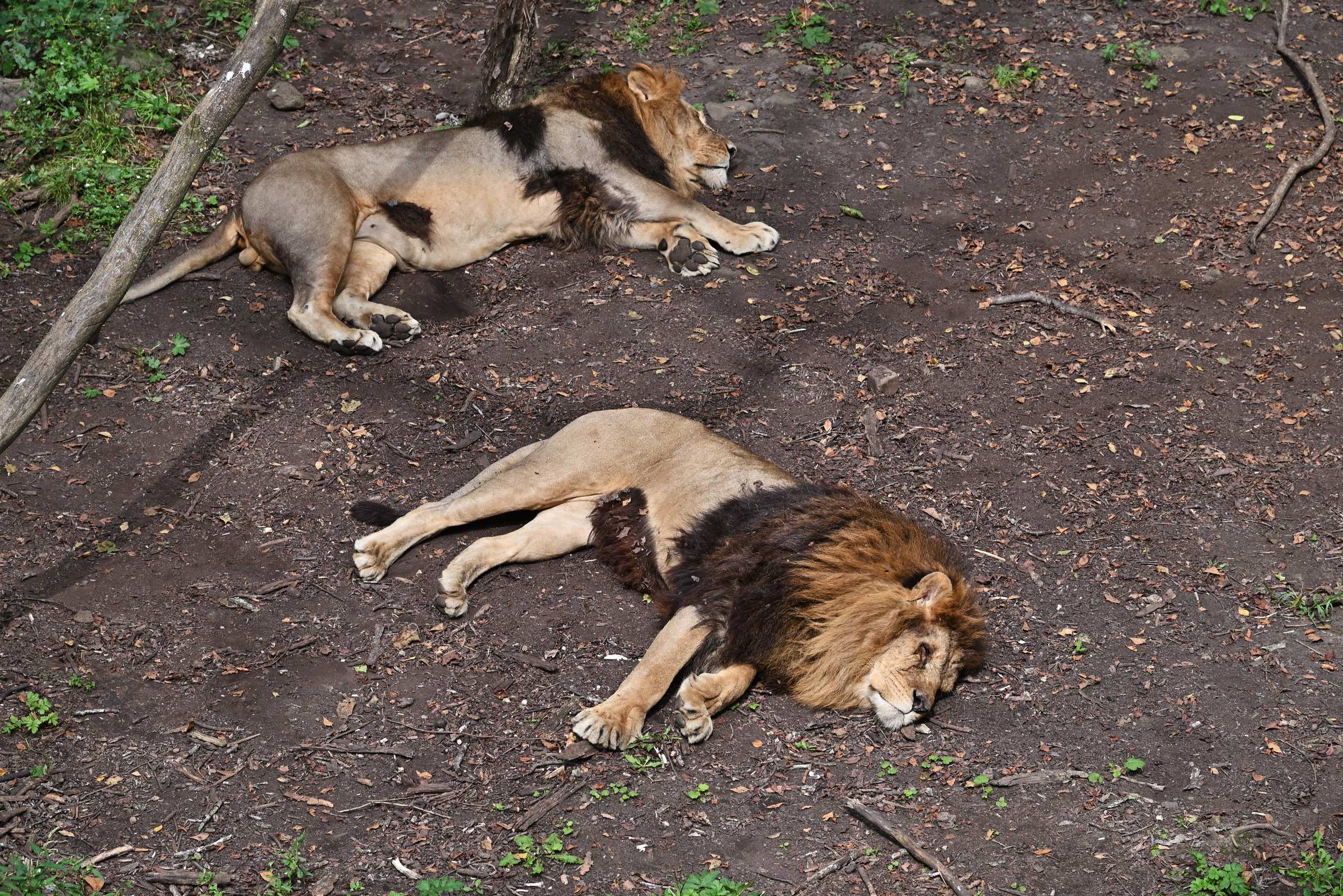 Львы в Приморском Сафари-парке.