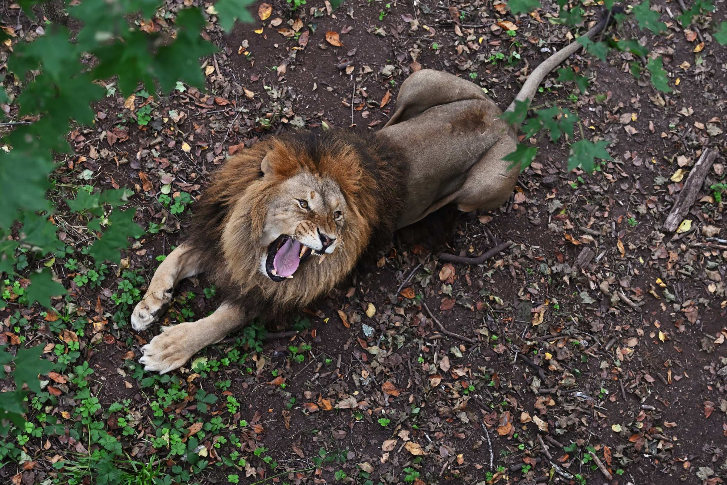 Лев в Приморском Сафари-парке.