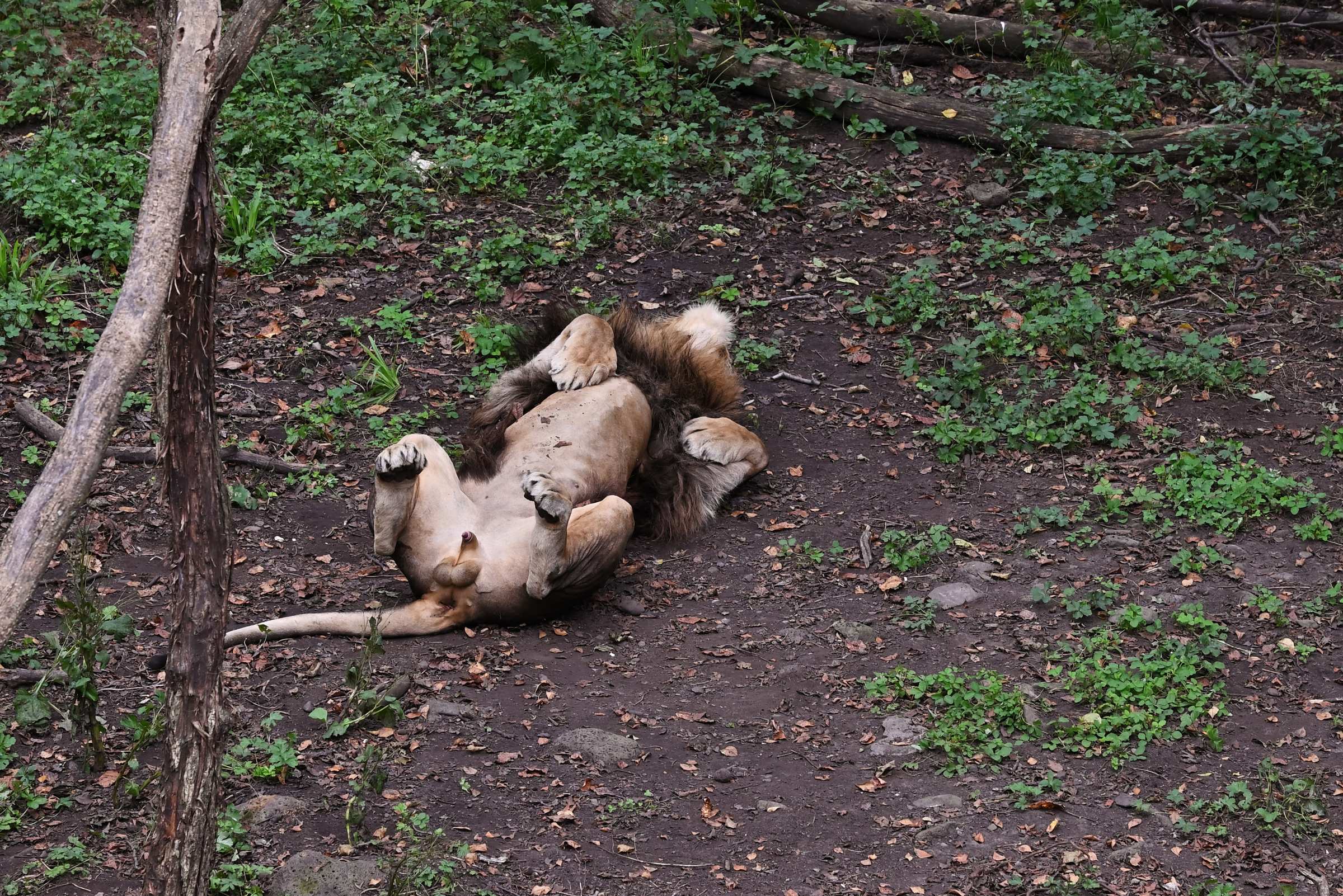 Лев в Приморском Сафари-парке.