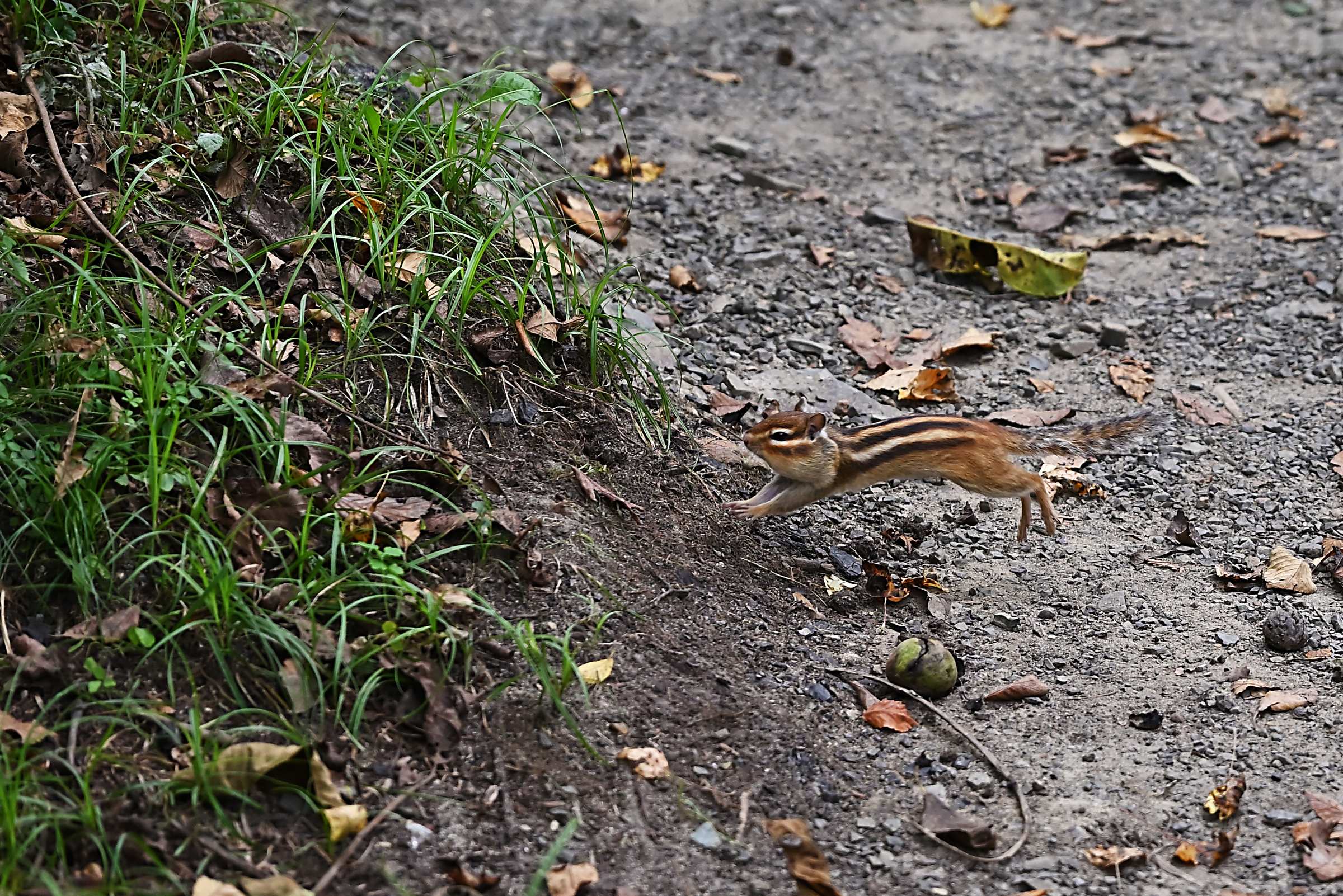 Азиатский бурундук. Приморский Сафари-парк.