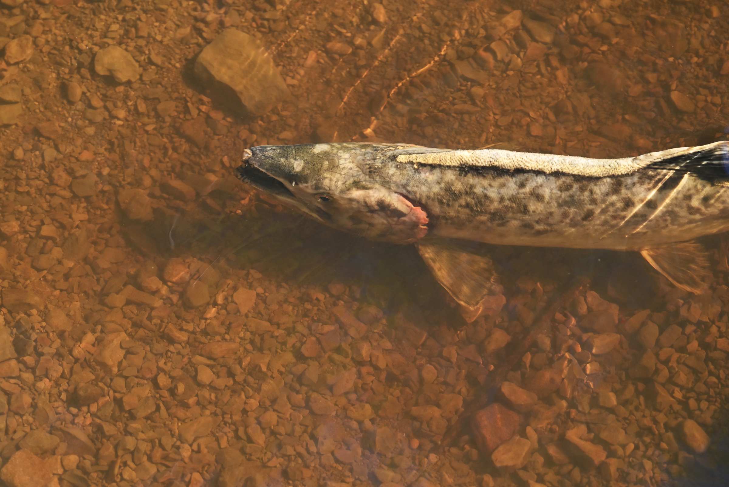 Рыба в речке Вулканке на Сахалине.