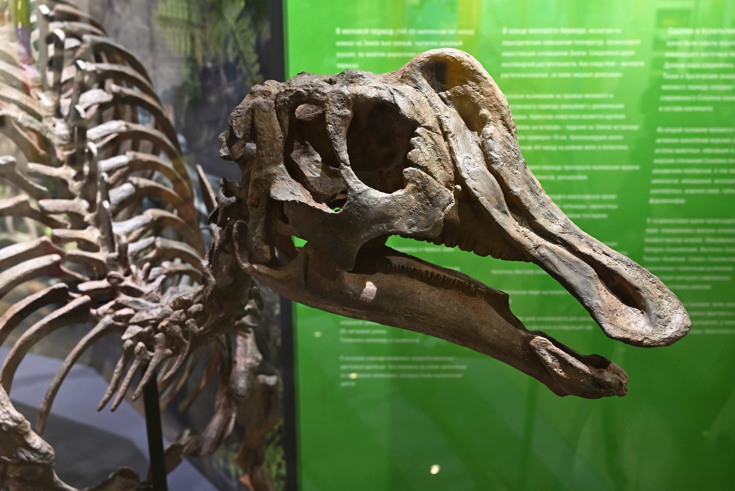 Сахалинский динозавр в Сахалинском краеведческом музее.